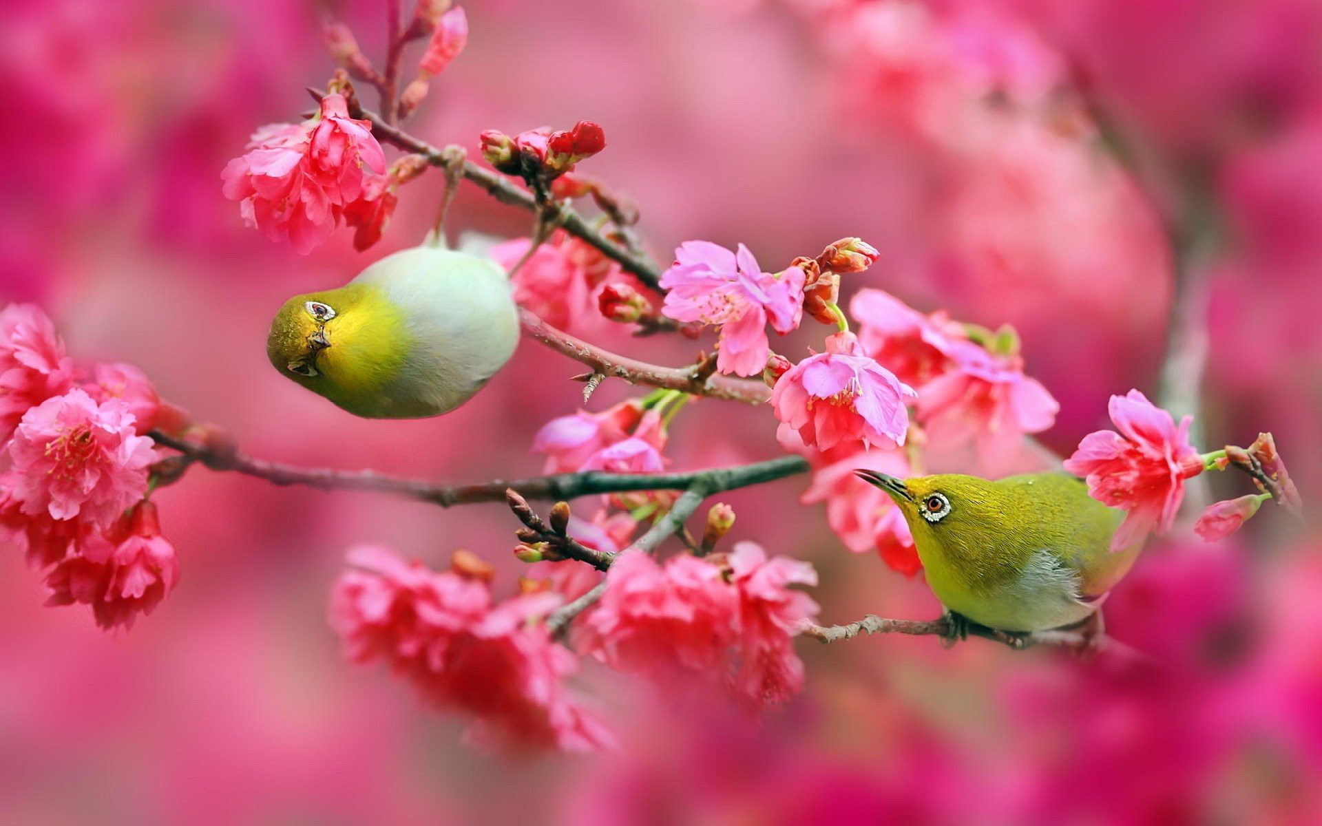 Two Japanese White-eye birds on cherry blossom branches HD Wallpaper