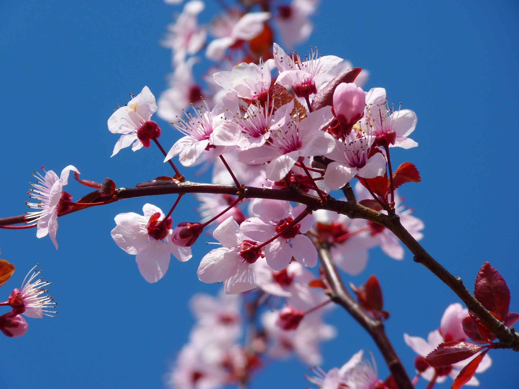 Pink cherry blossoms on a branch against a blue sky HD Wallpaper