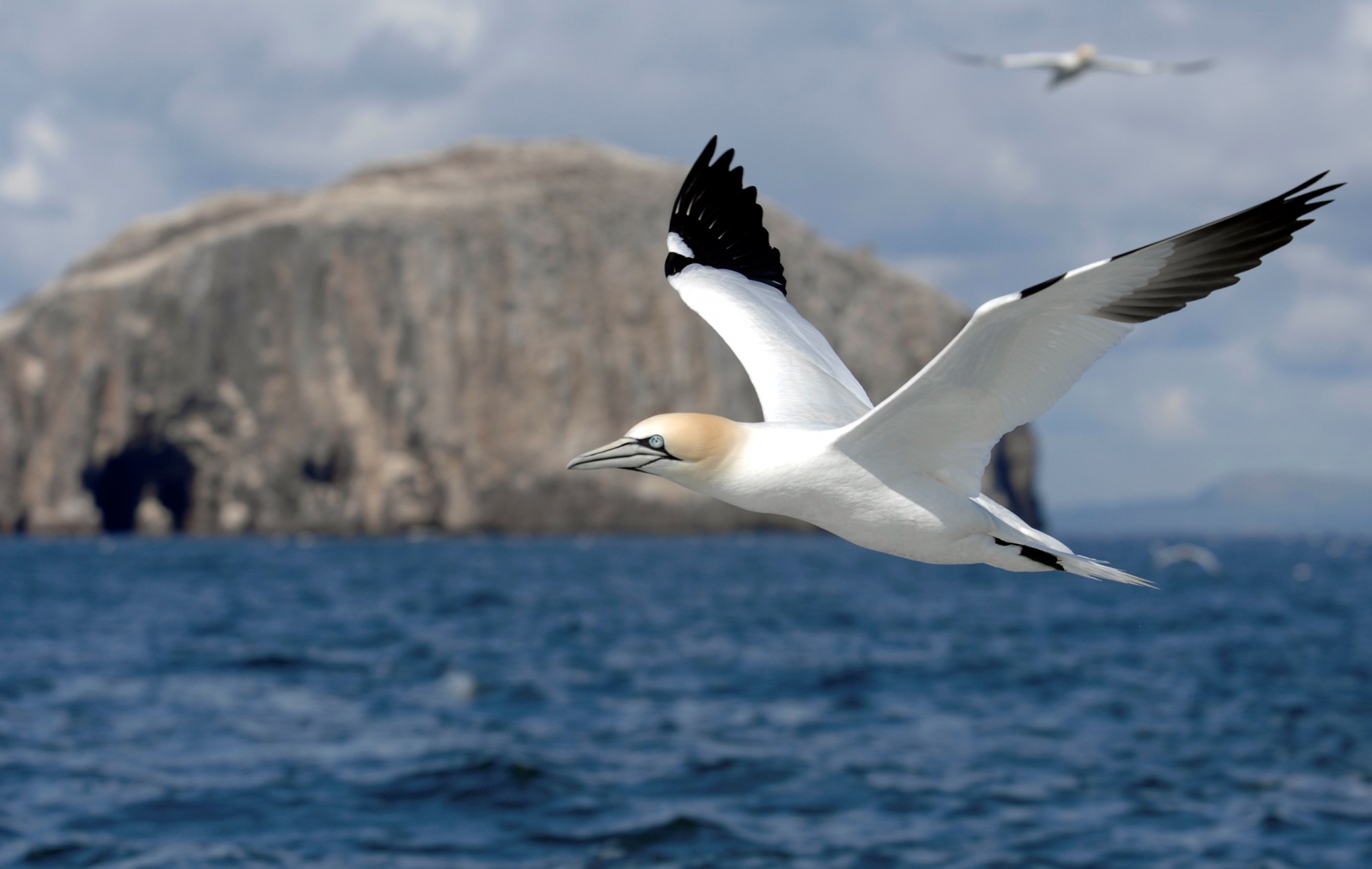 Gannet flying over the sea near a rocky island HD Wallpaper