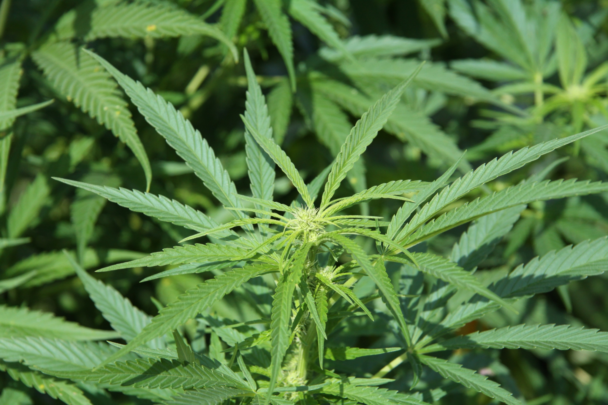 Marijuana plant with leaves and buds HD Wallpaper