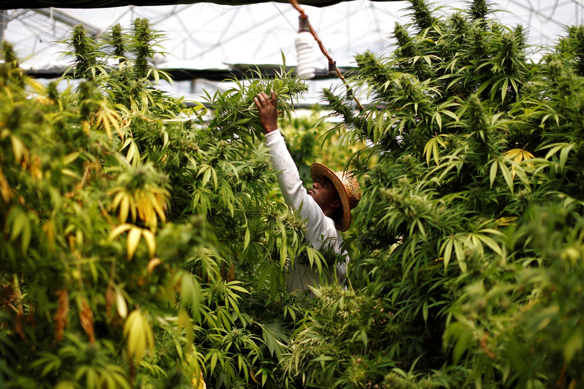 Farmer tending to marijuana plants in a greenhouse HD Wallpaper