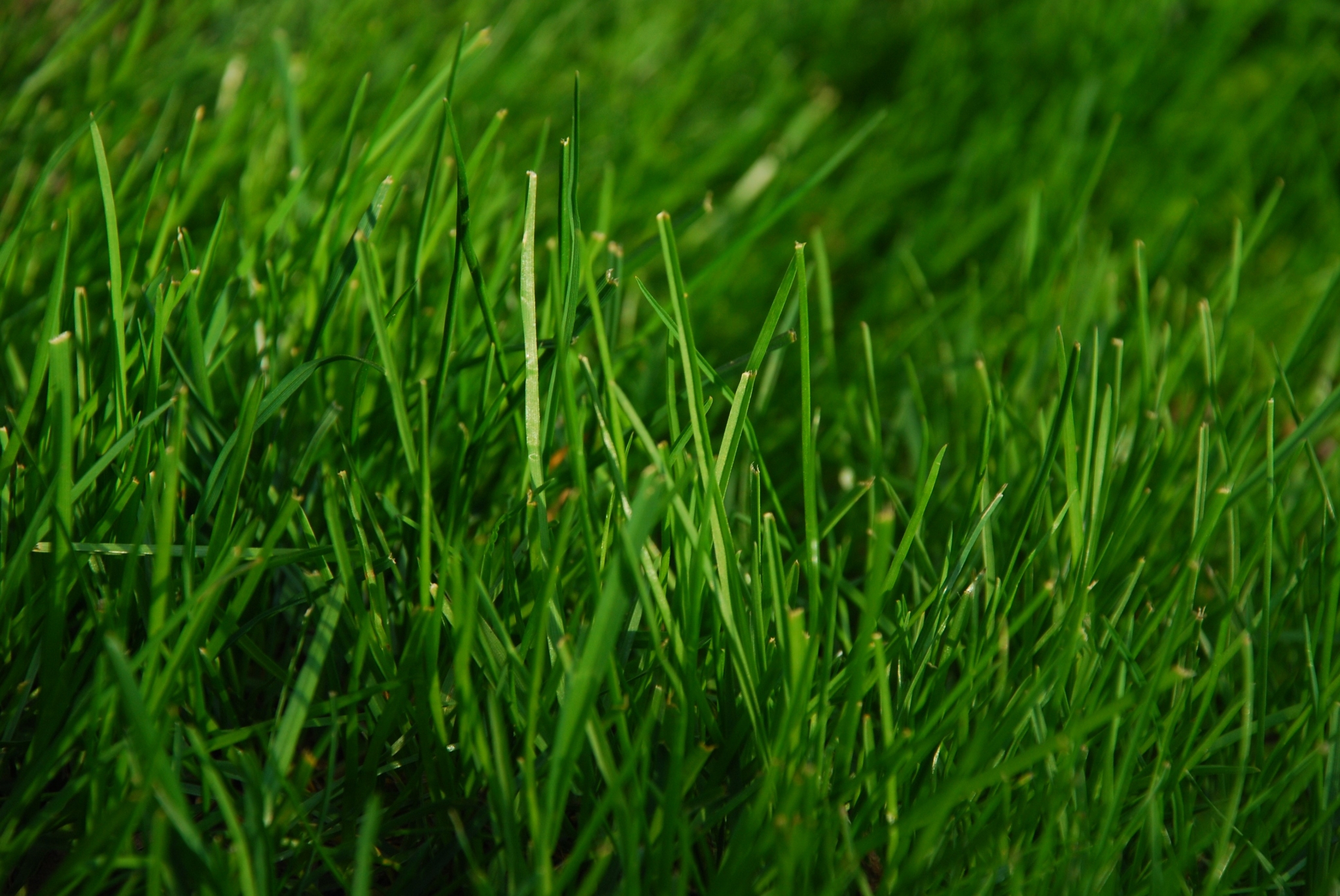 Close-up of green grass blades HD Wallpaper