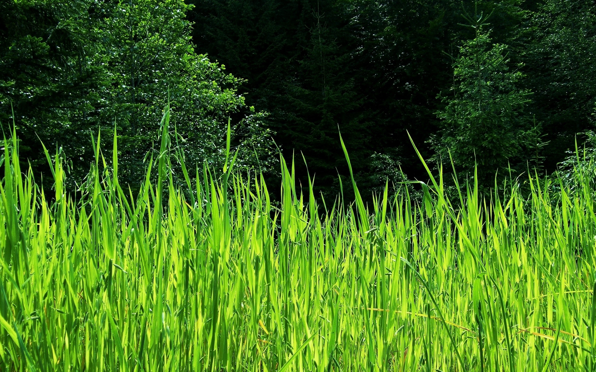 Green grass in front of a dark forest HD Wallpaper