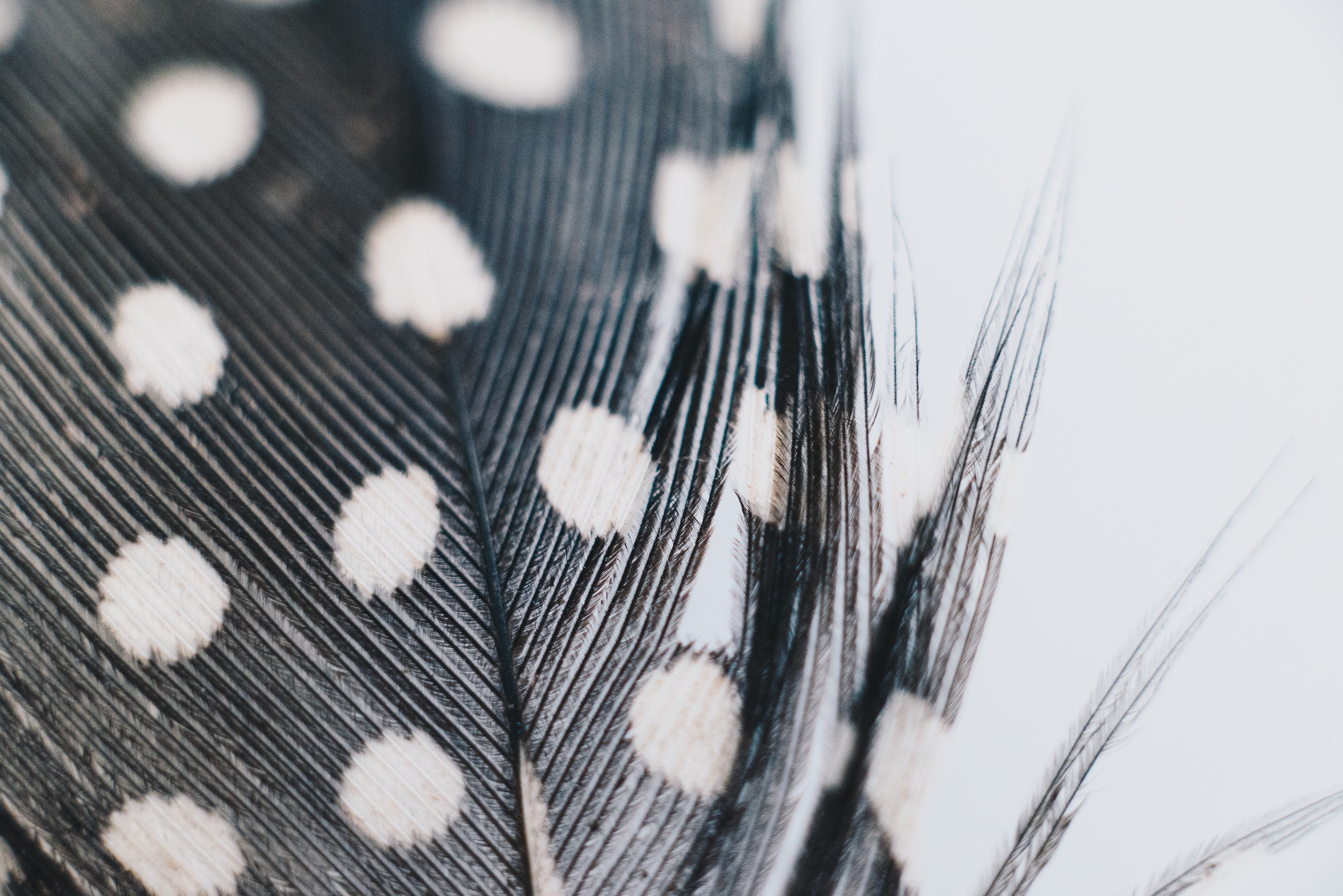 Close-up of a guinea fowl feather with white spots HD Wallpaper