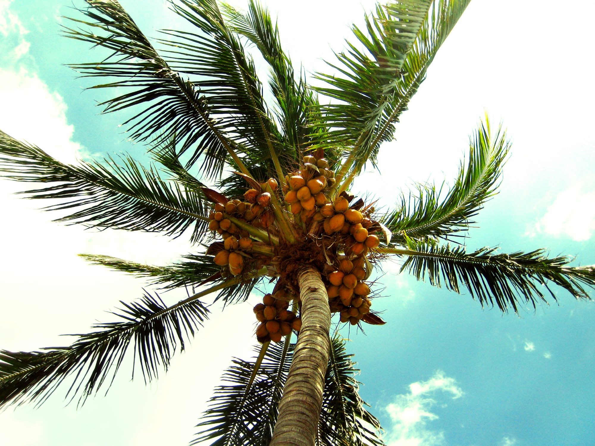 Palm tree with coconuts against blue sky HD Wallpaper
