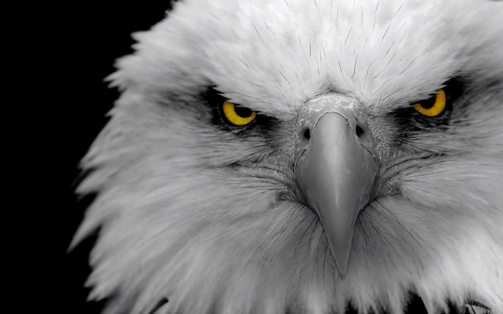 Close-up of a bald eagle's face HD Wallpaper