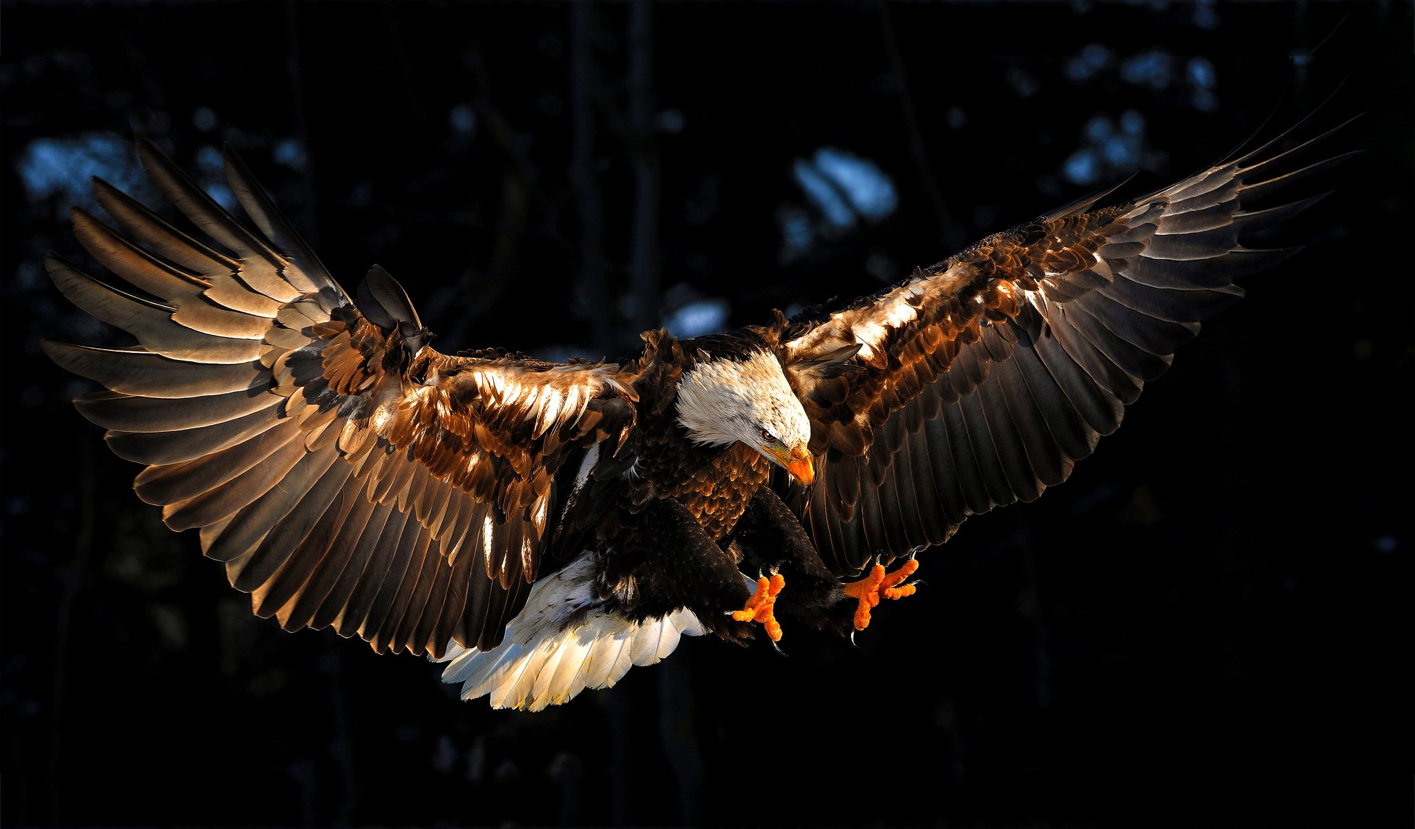 Bald eagle in flight with wings spread HD Wallpaper