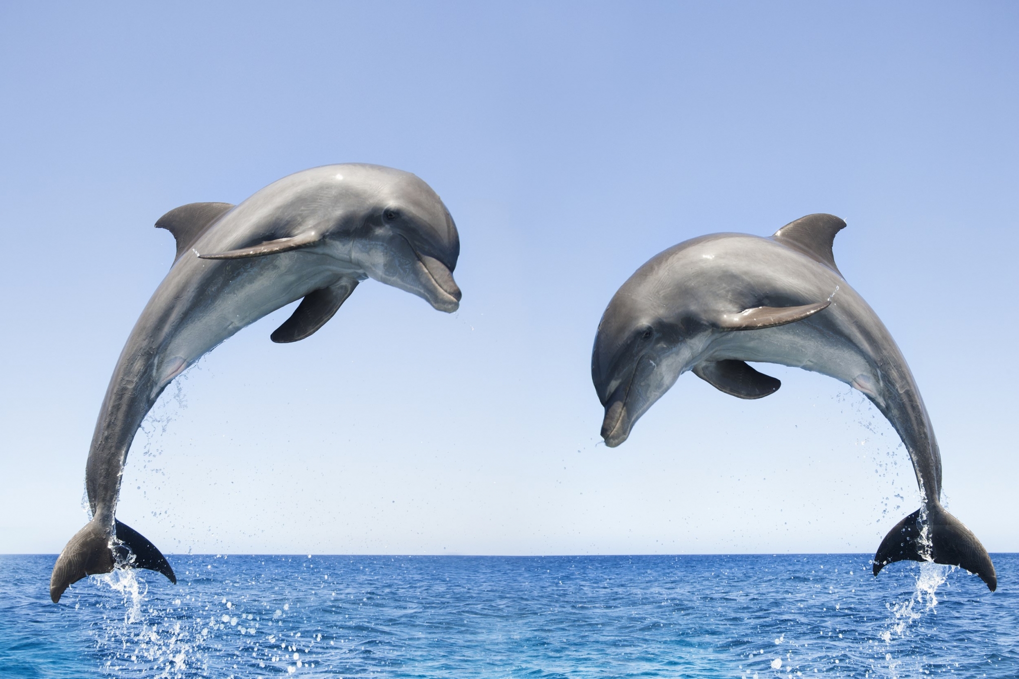 Two dolphins jumping out of the ocean HD Wallpaper