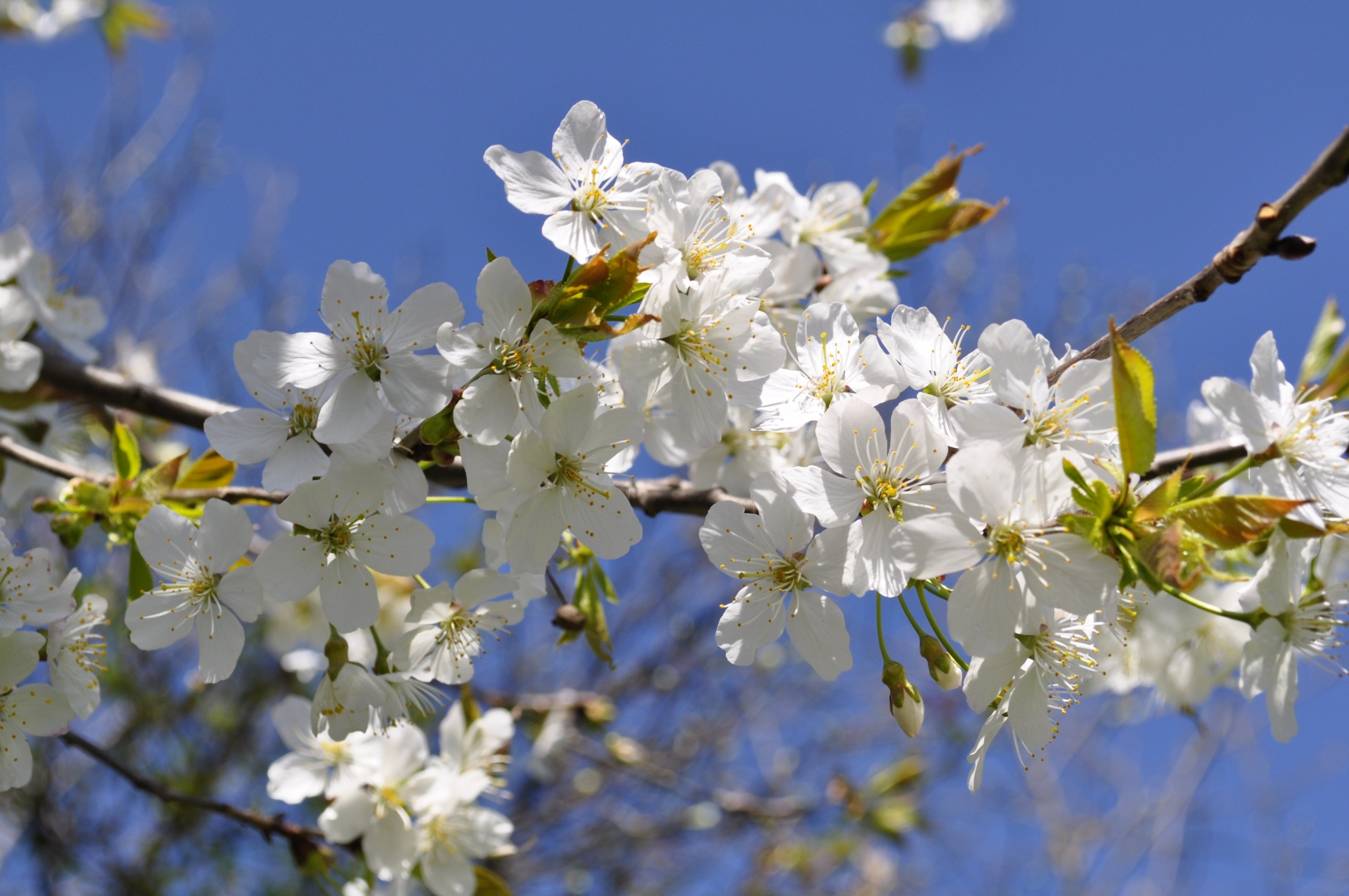 White cherry blossoms against a blue sky HD Wallpaper