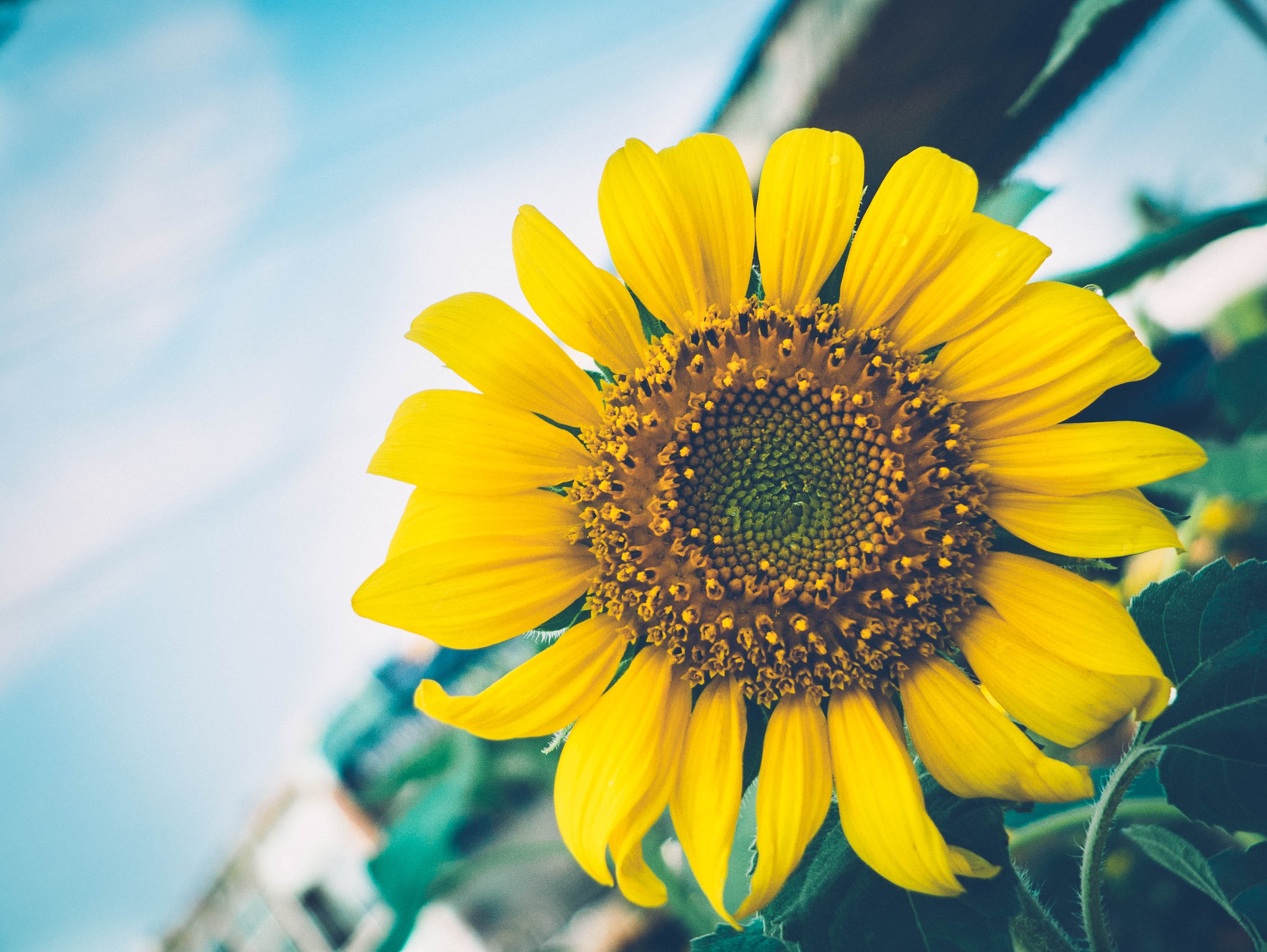 Close-up of a yellow sunflower against a blue sky HD Wallpaper