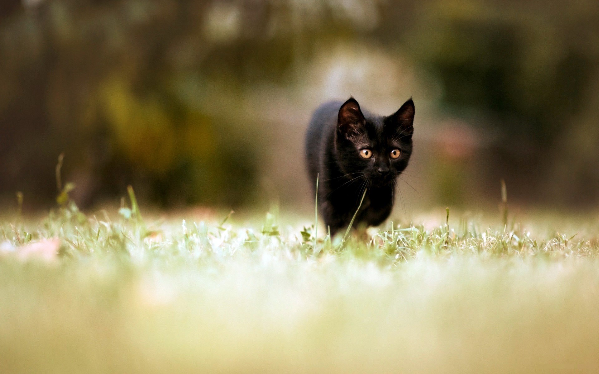 Black kitten walking in grass HD Wallpaper