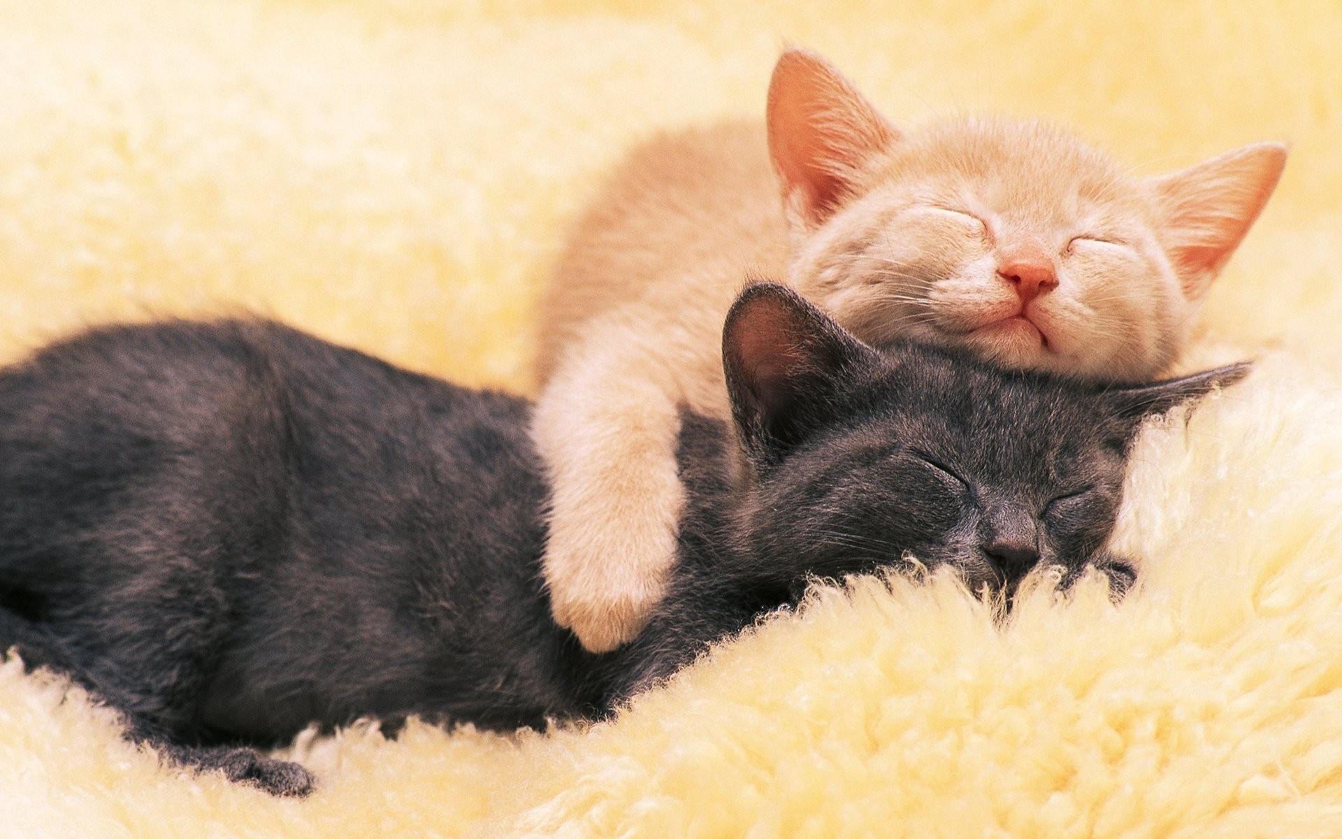 Two kittens sleeping on a yellow fluffy surface HD Wallpaper