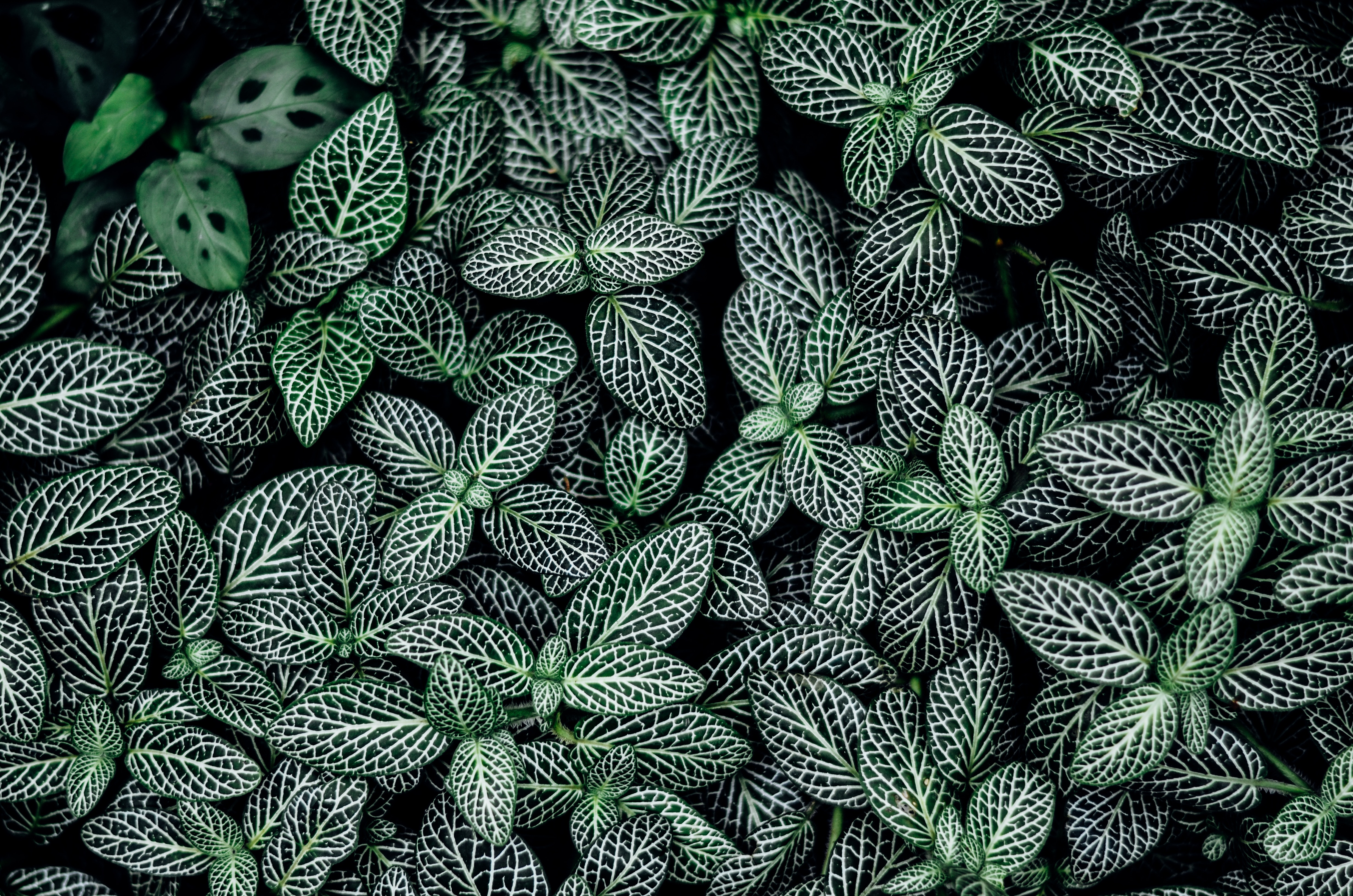 Close-up of Fittonia albivenis leaves with white veins HD Wallpaper
