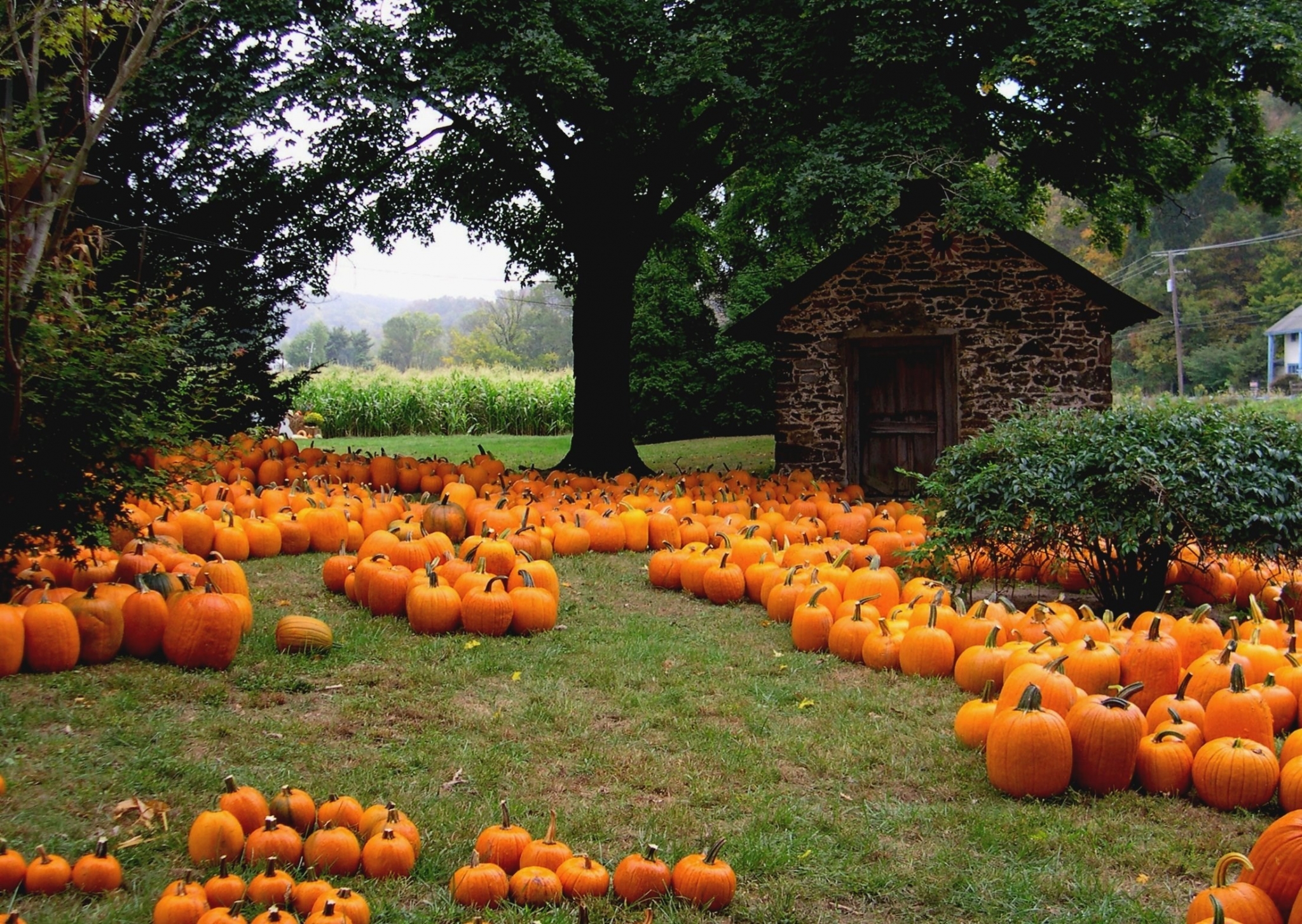 Pumpkins in a field with a stone building HD Wallpaper