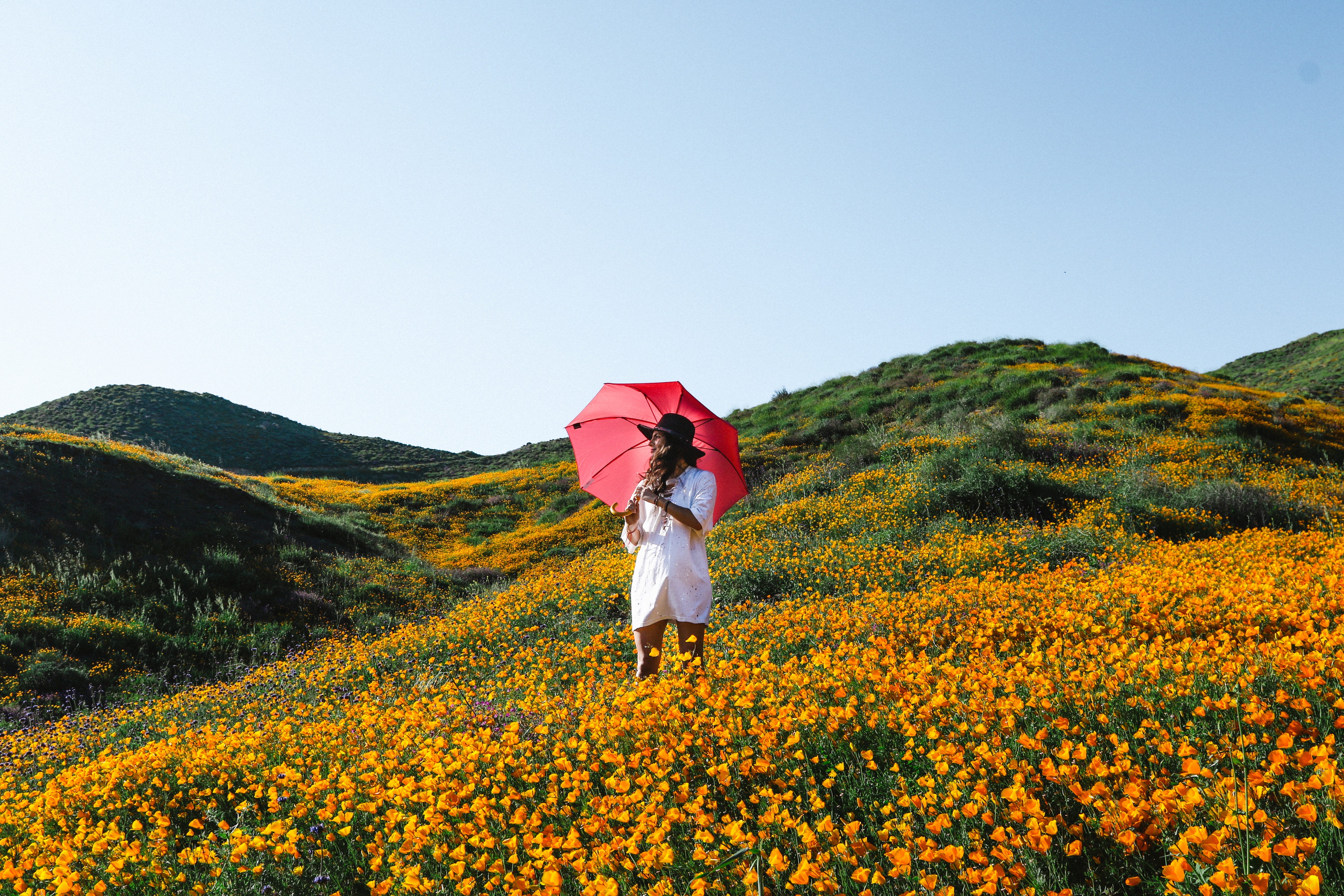 Woman with red umbrella in a field of poppies HD Wallpaper