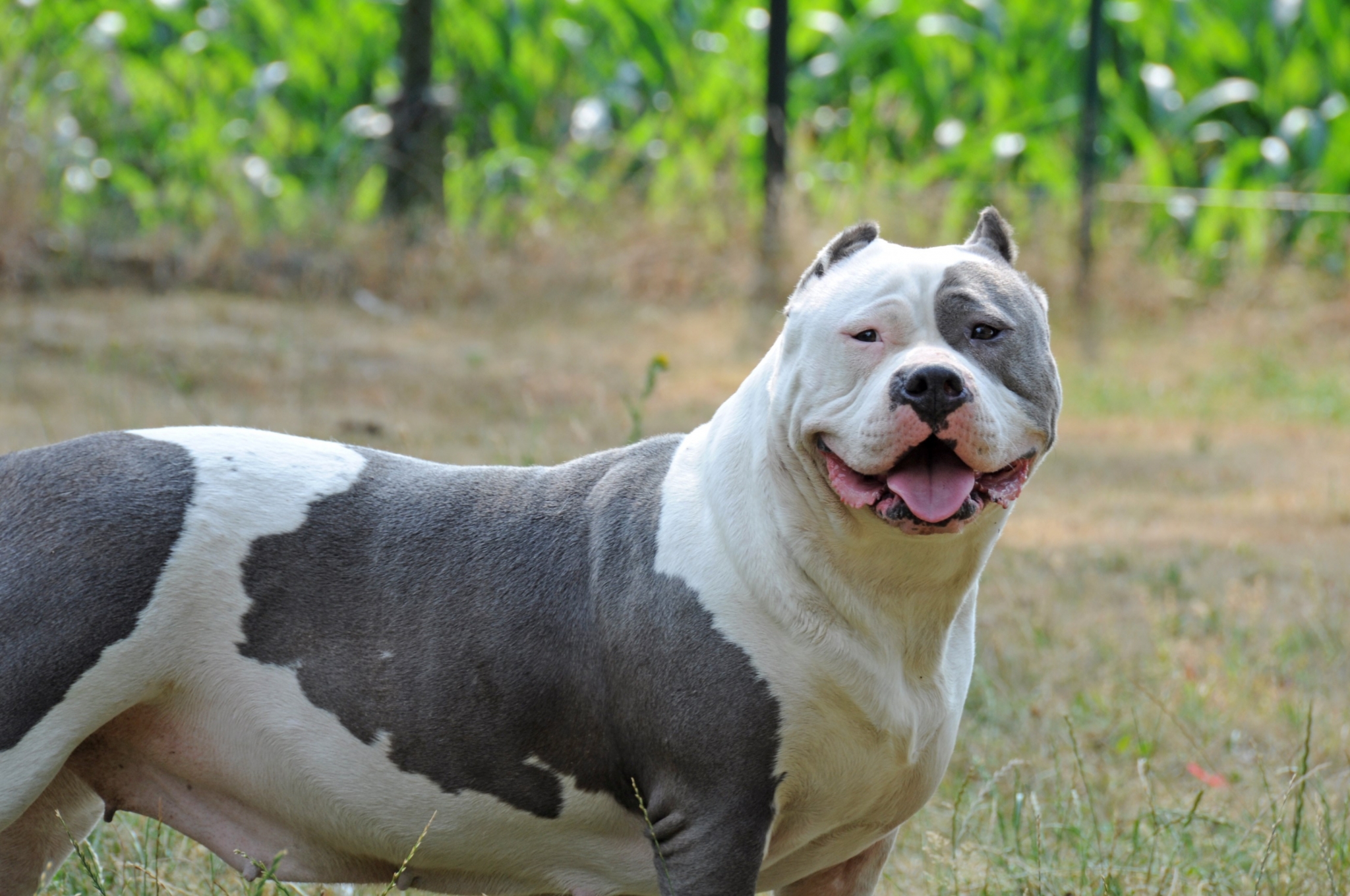 American Pit Bull Terrier dog outdoors HD Wallpaper