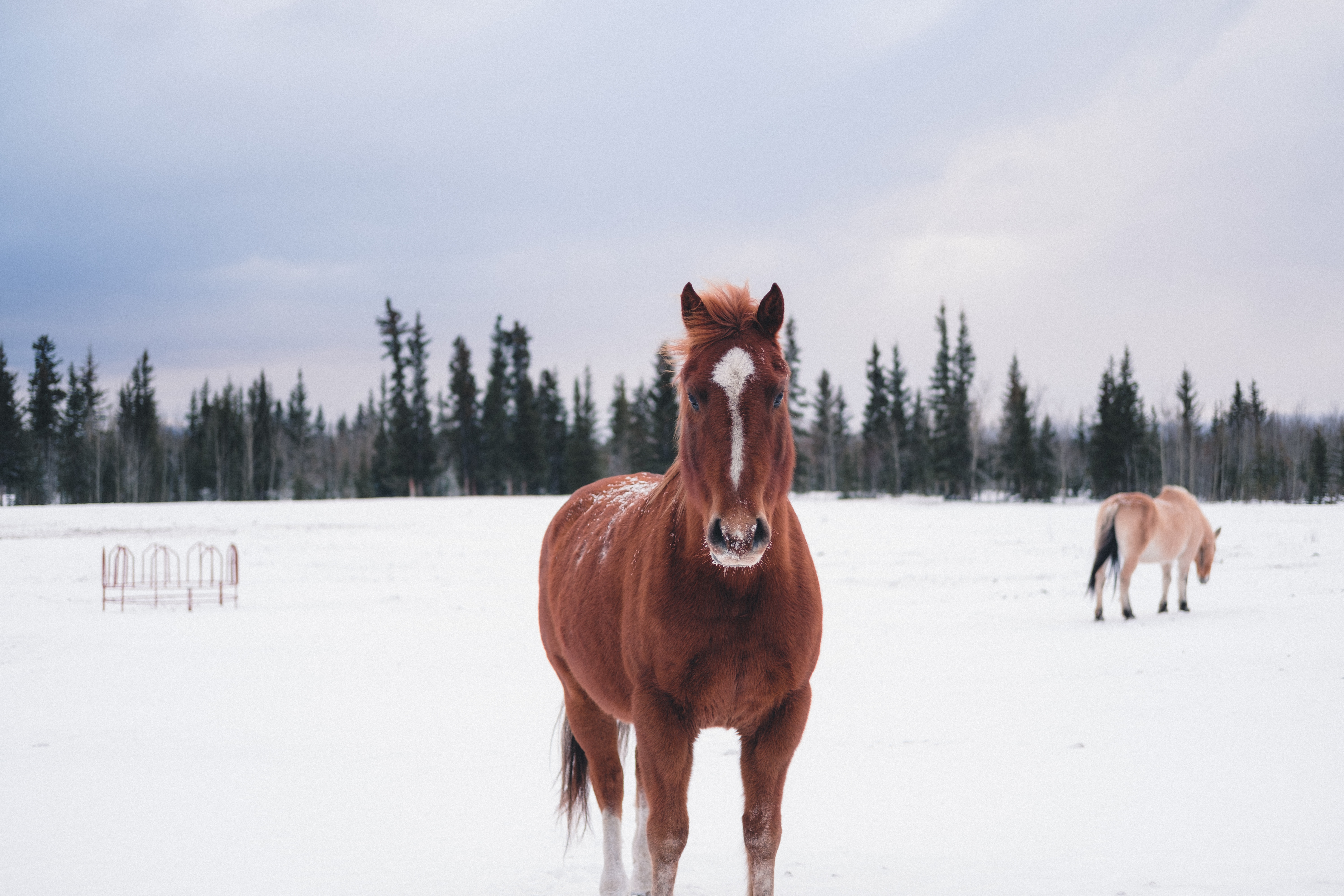 Brown horse in a snowy field with trees HD Wallpaper