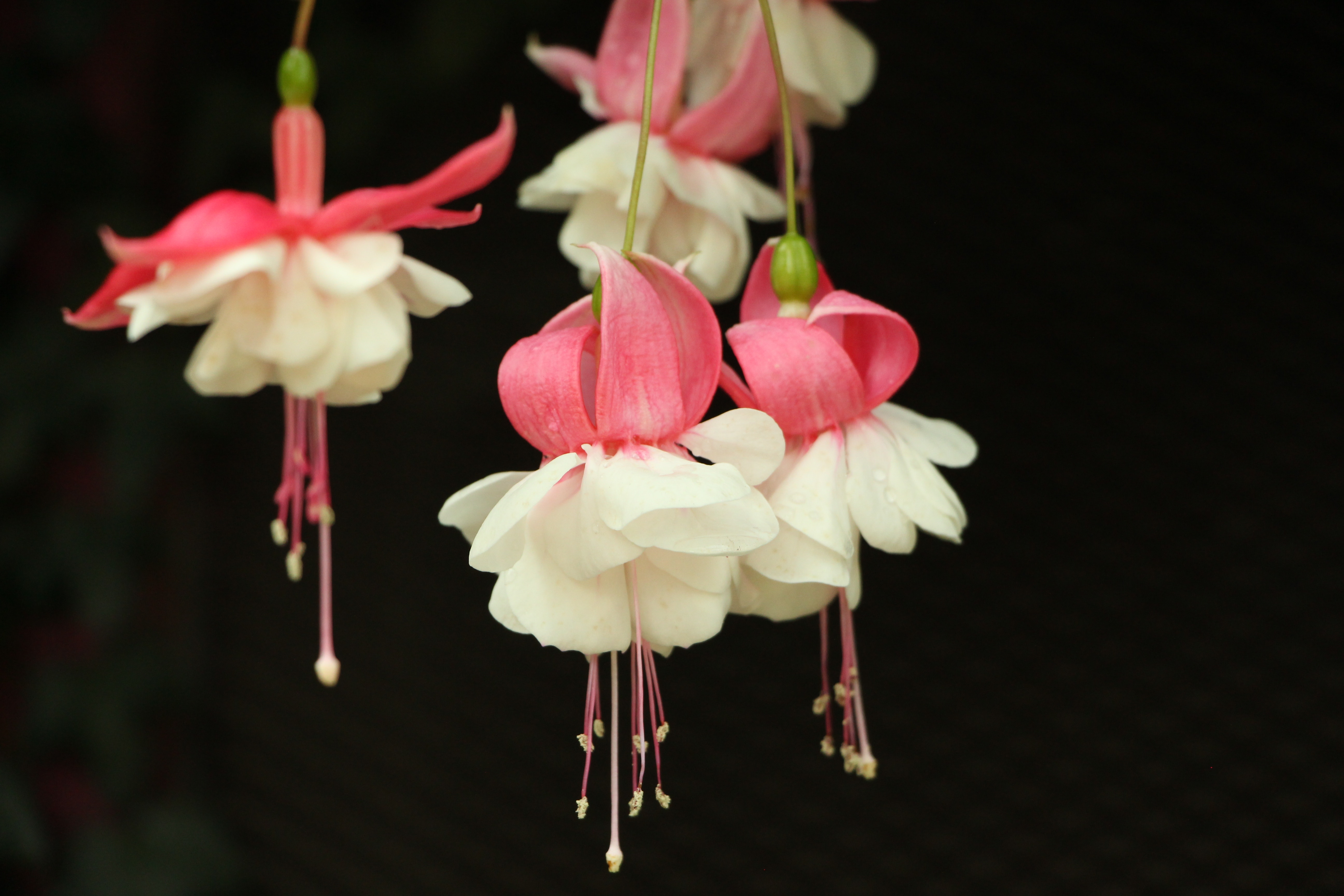 Pink and white fuchsia flowers on a black background HD Wallpaper
