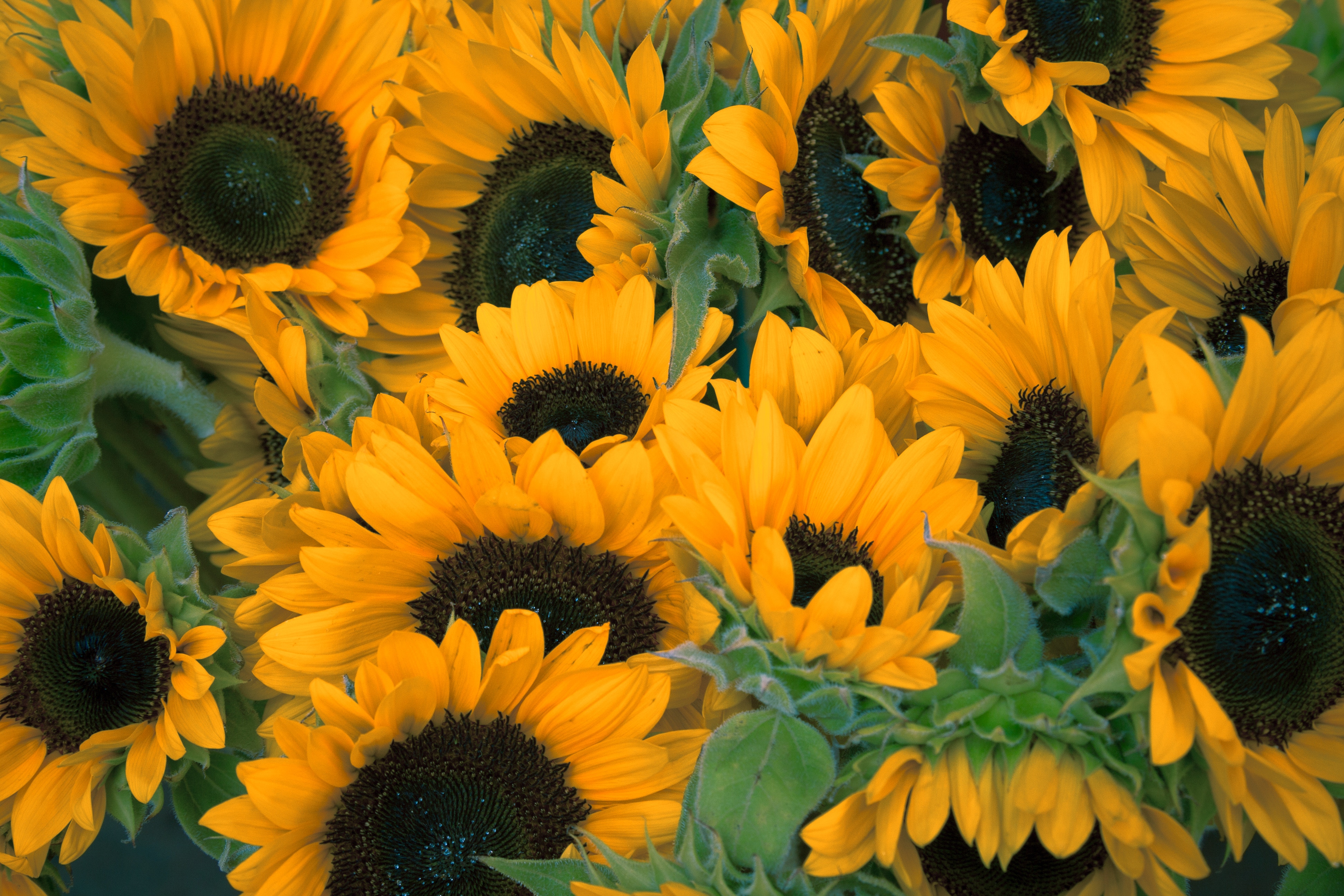 A close-up view of a bouquet of sunflowers in bloom. HD Wallpaper