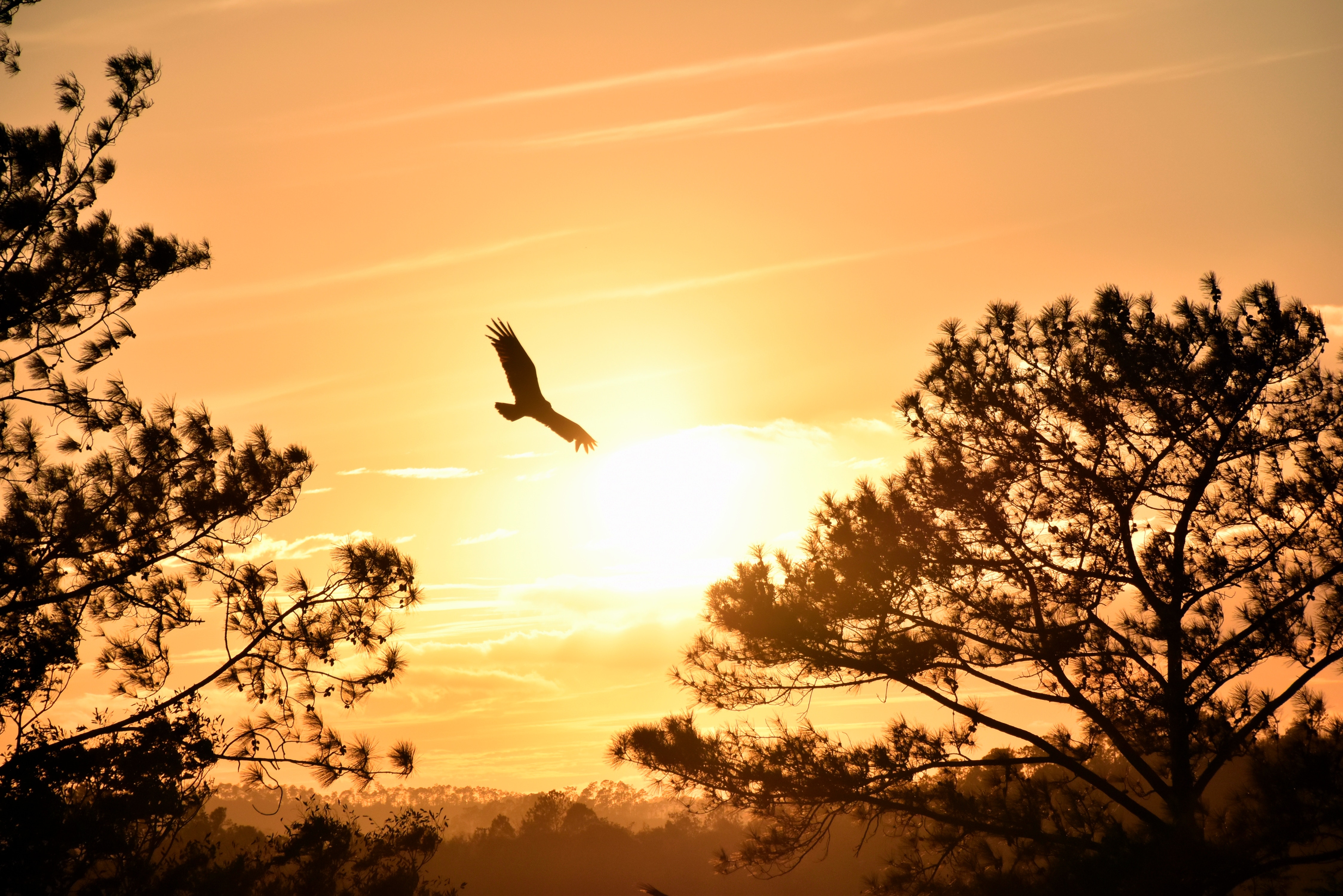 Silhouette of a bird flying at sunset over a forest HD Wallpaper