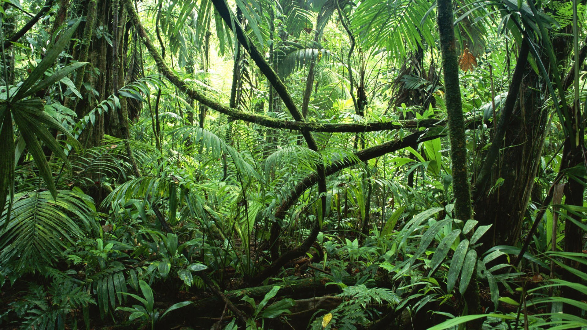 Lush Green Tropical Jungle with Dense Foliage HD Wallpaper
