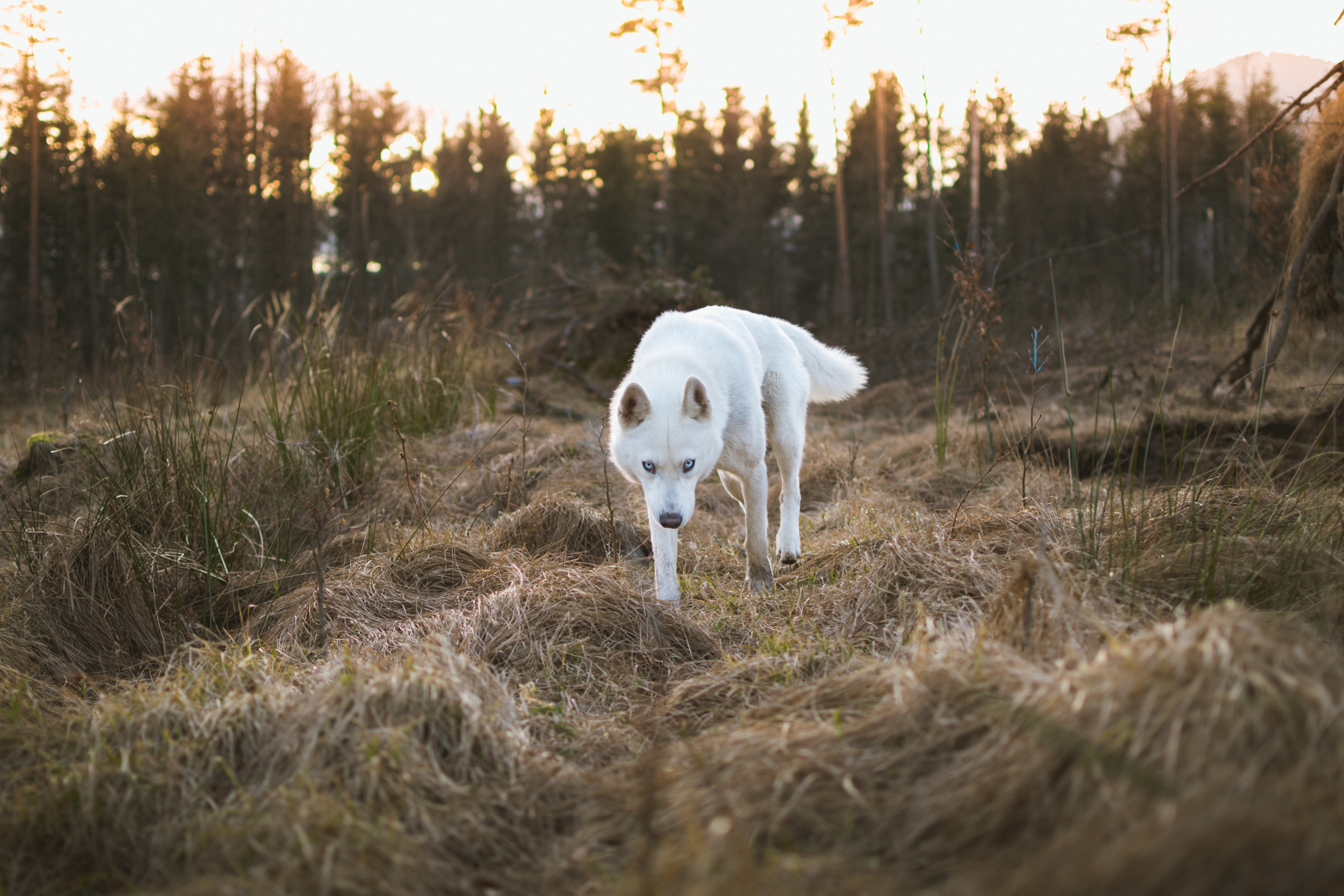 White husky dog walking in a forest at sunset HD Wallpaper