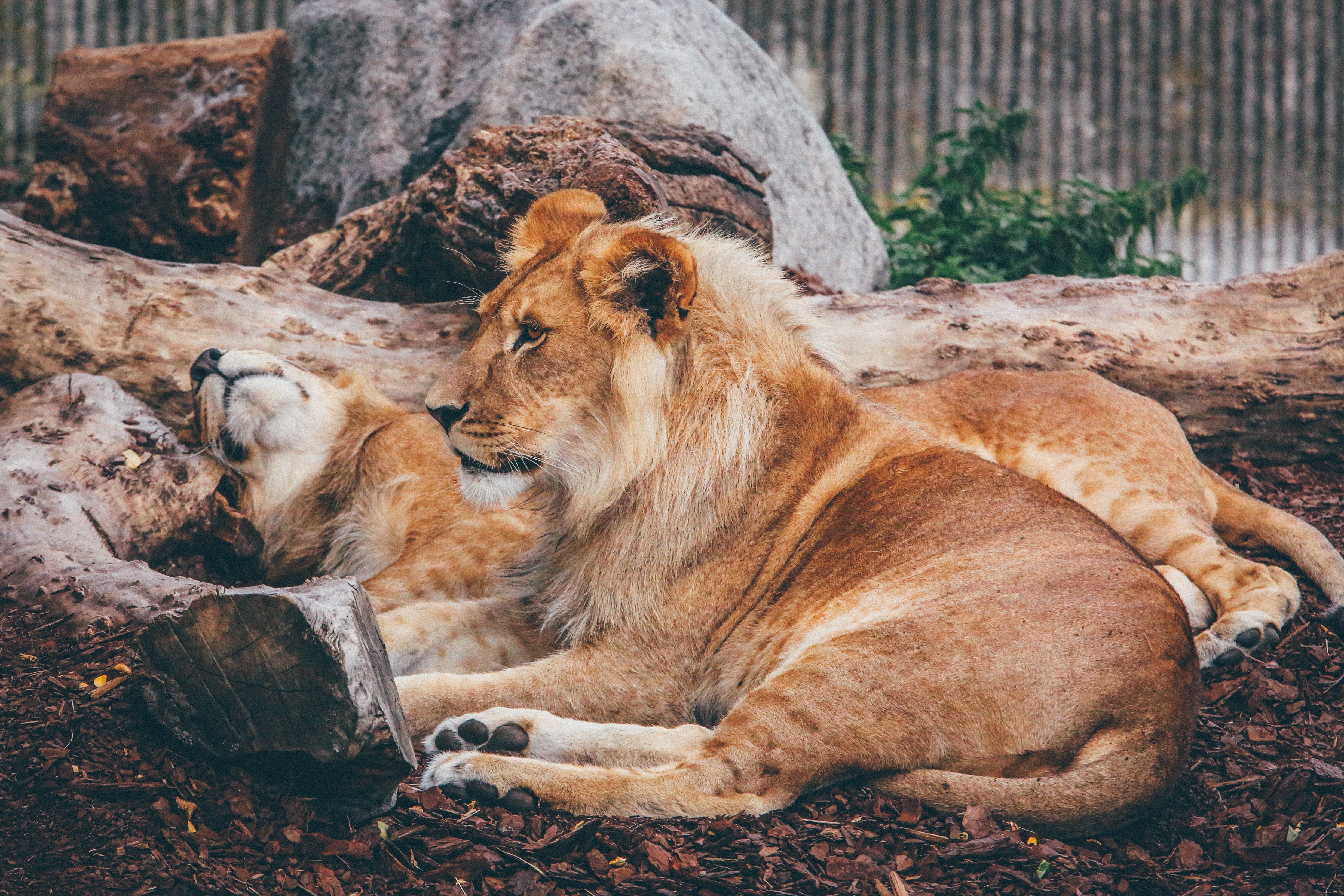 Lions Resting Together in Natural Habitat HD Wallpaper