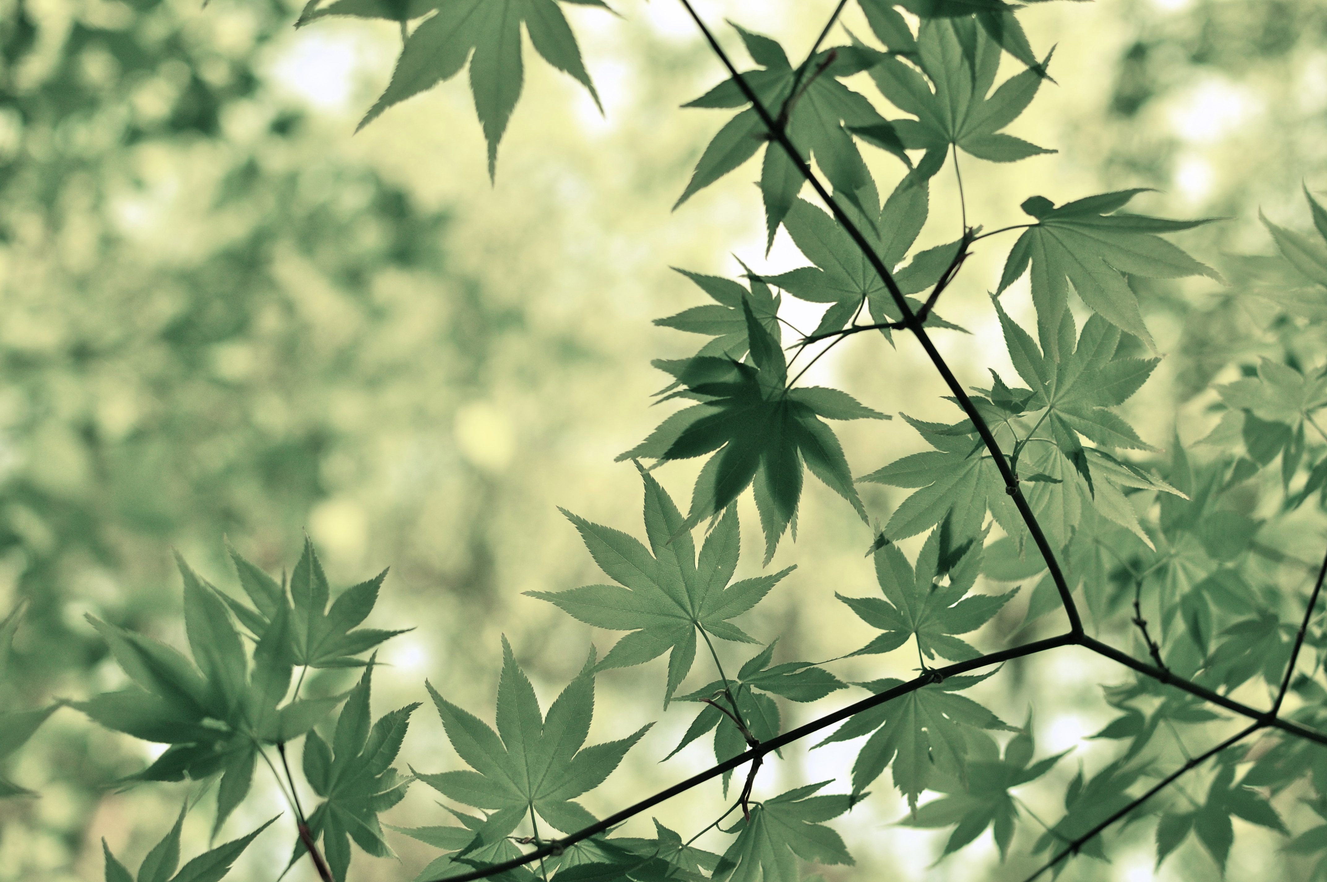 Green Japanese Maple Leaves on Branches HD Wallpaper