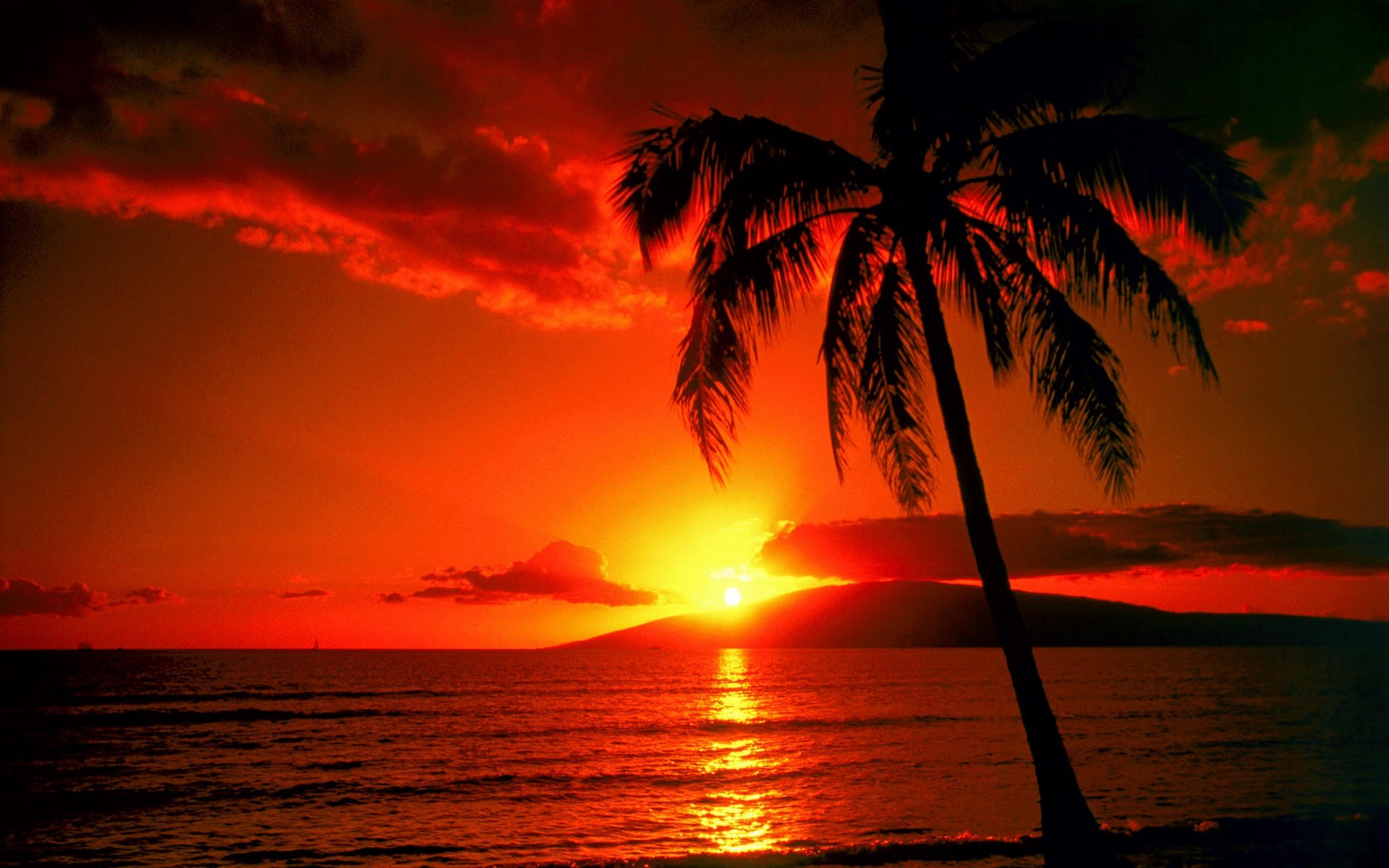 Sunset over the ocean with a palm tree HD Wallpaper