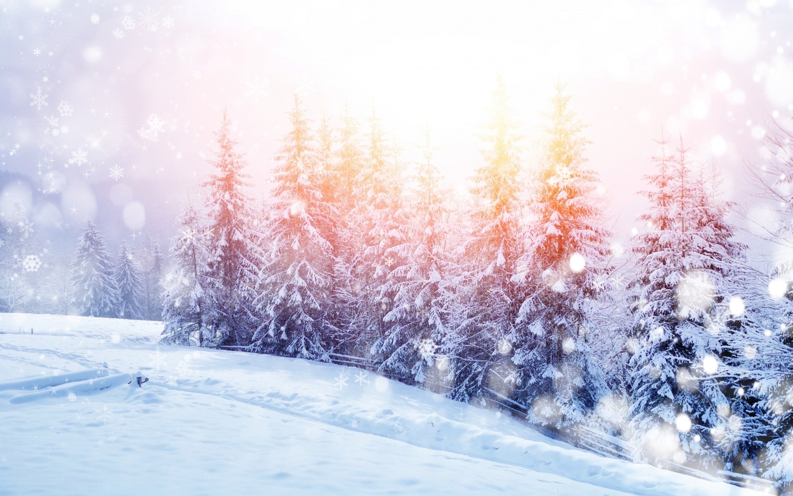 Snowy forest with sunlit trees and falling snow HD Wallpaper