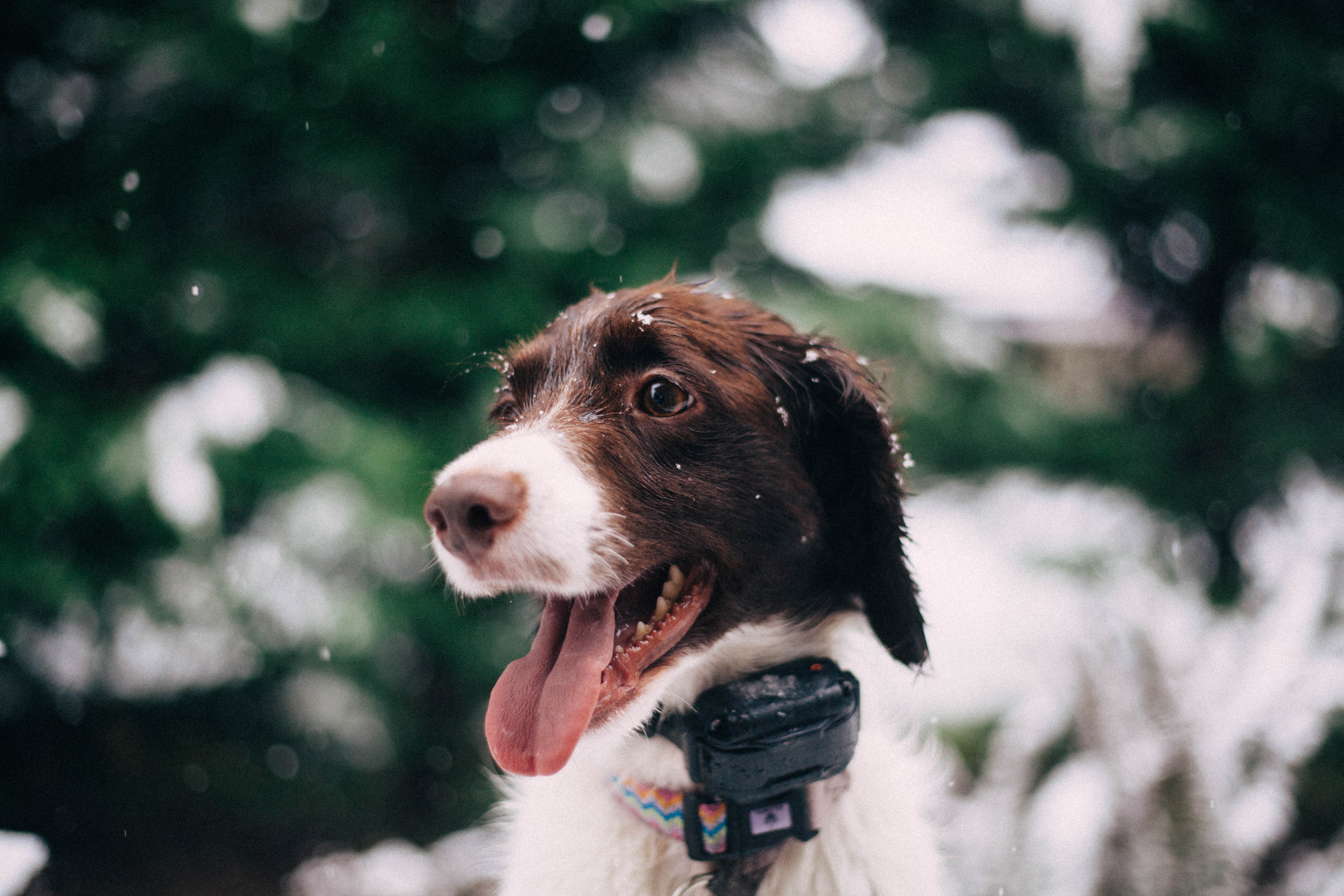English Springer Spaniel dog in the snow HD Wallpaper