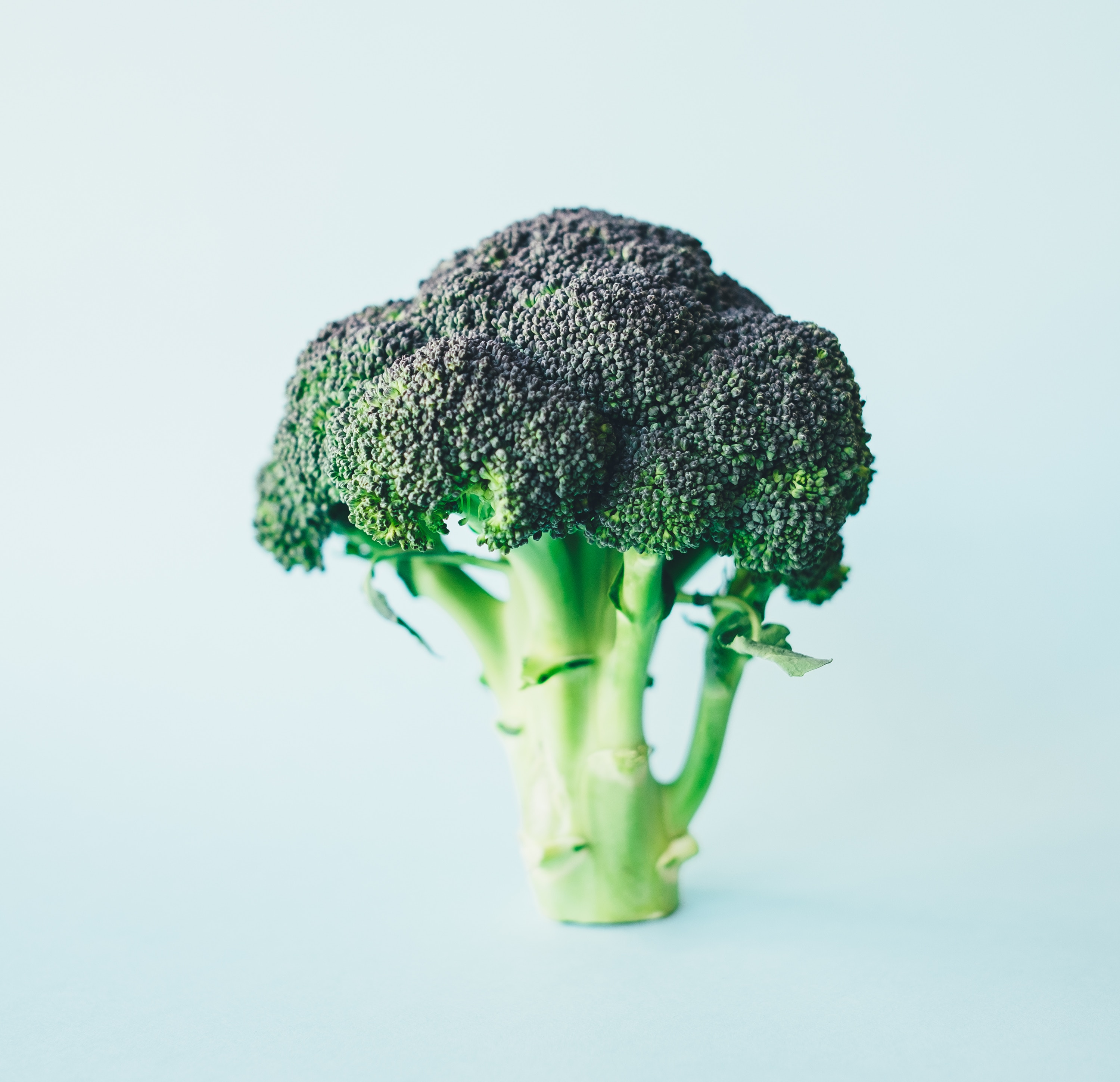 A single head of broccoli on a light blue background HD Wallpaper