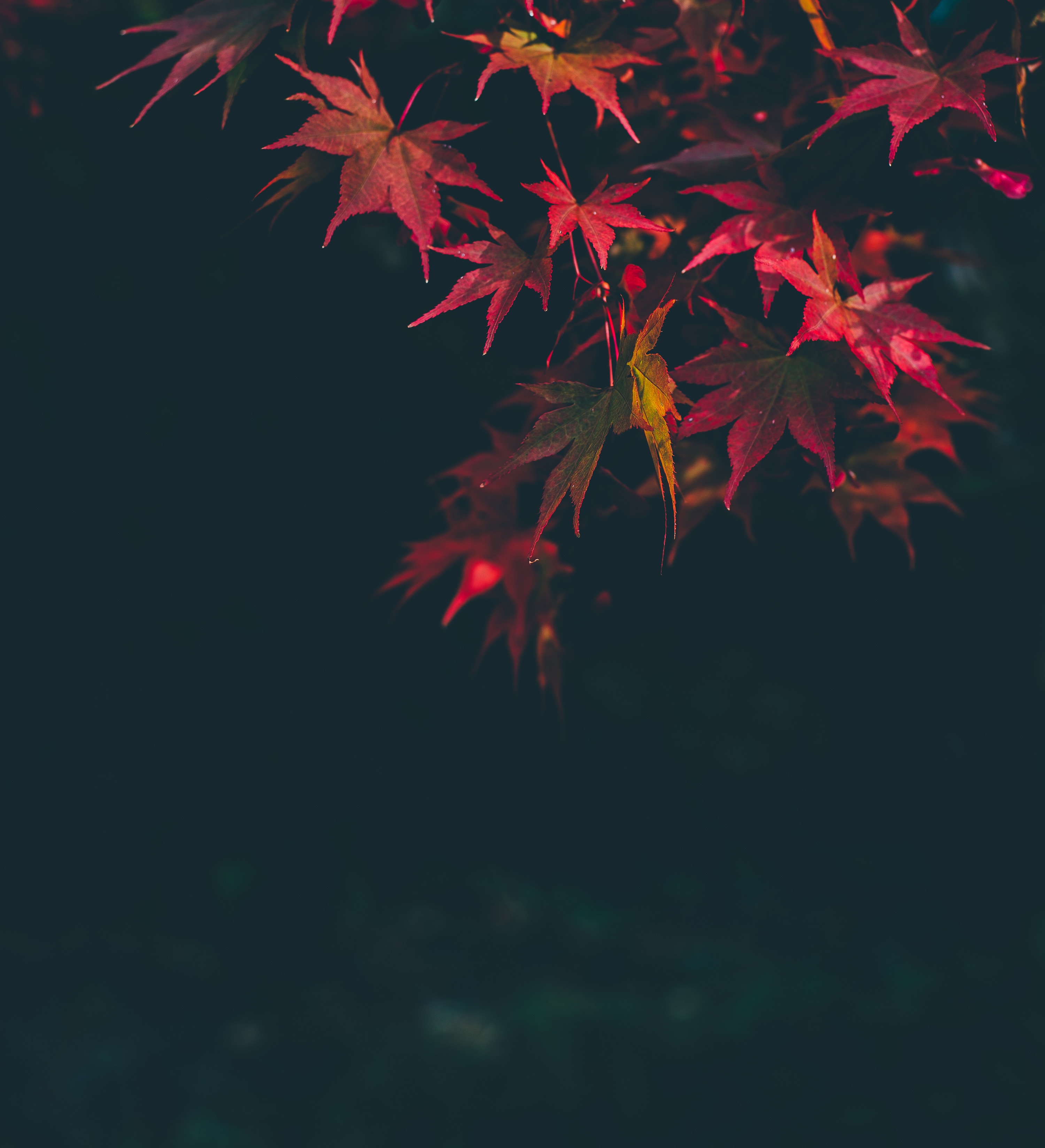 Red maple leaves in autumn HD Wallpaper