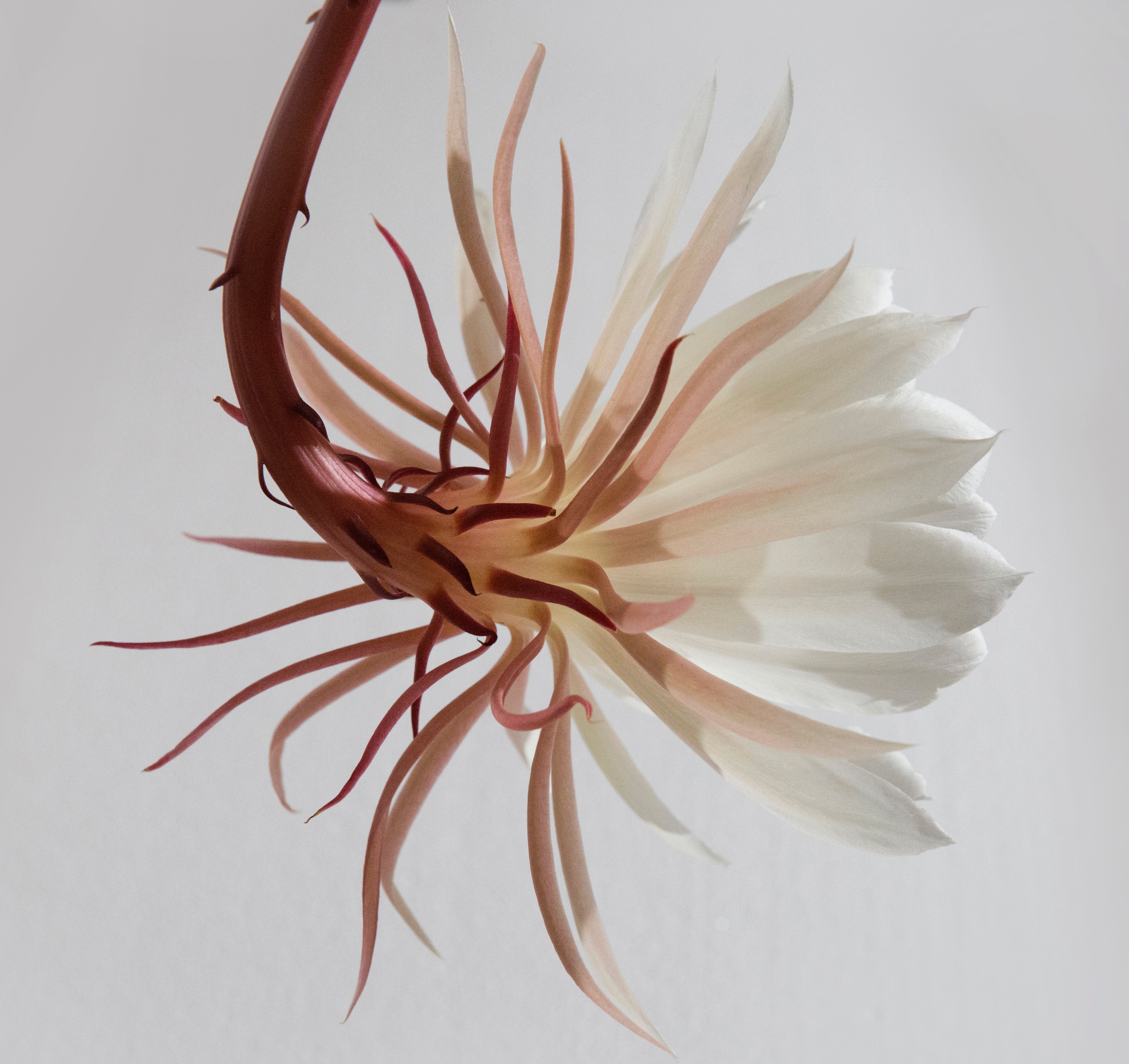 Close-up of a blooming white and pink flower with a stem HD Wallpaper