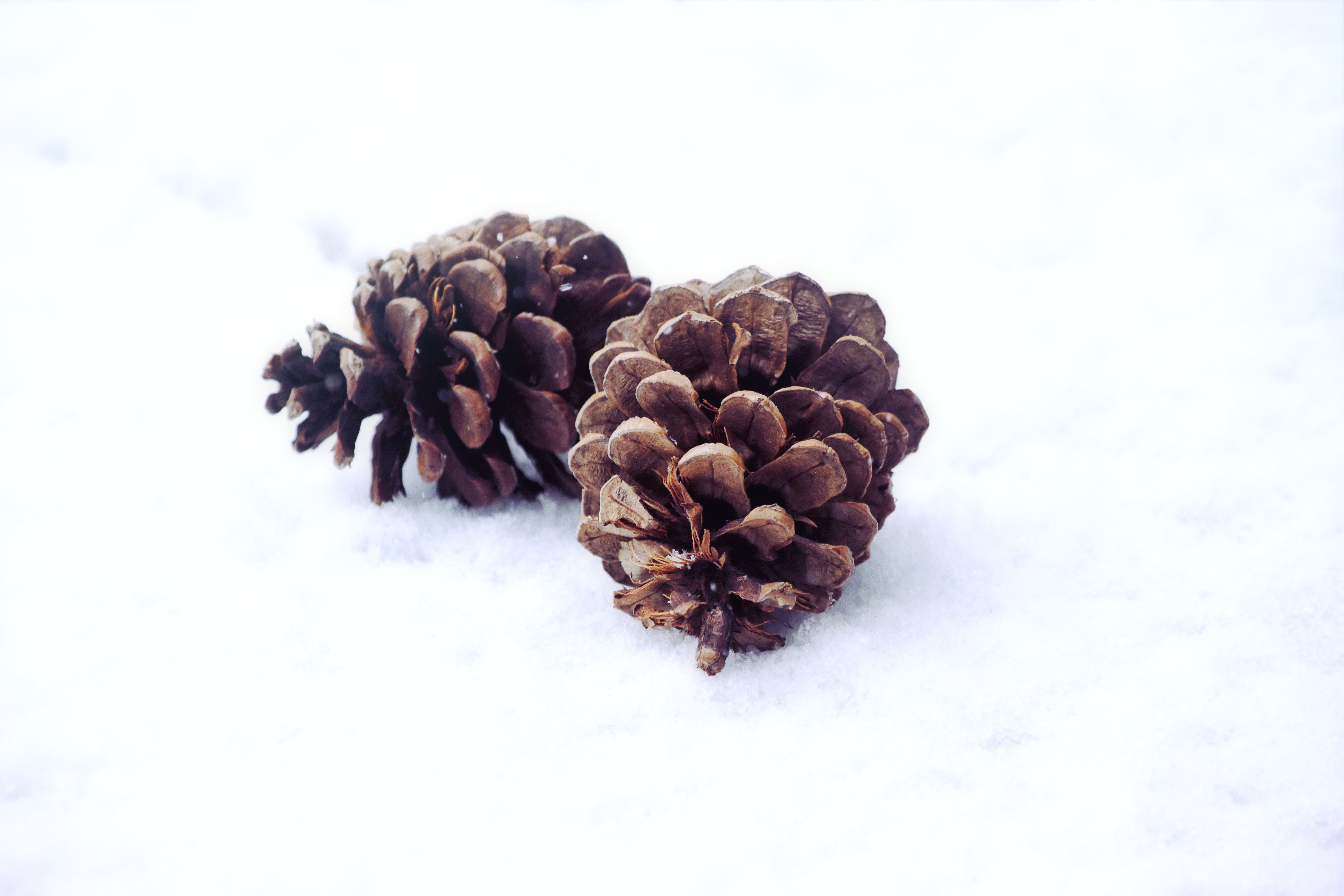 Two pine cones on snow HD Wallpaper