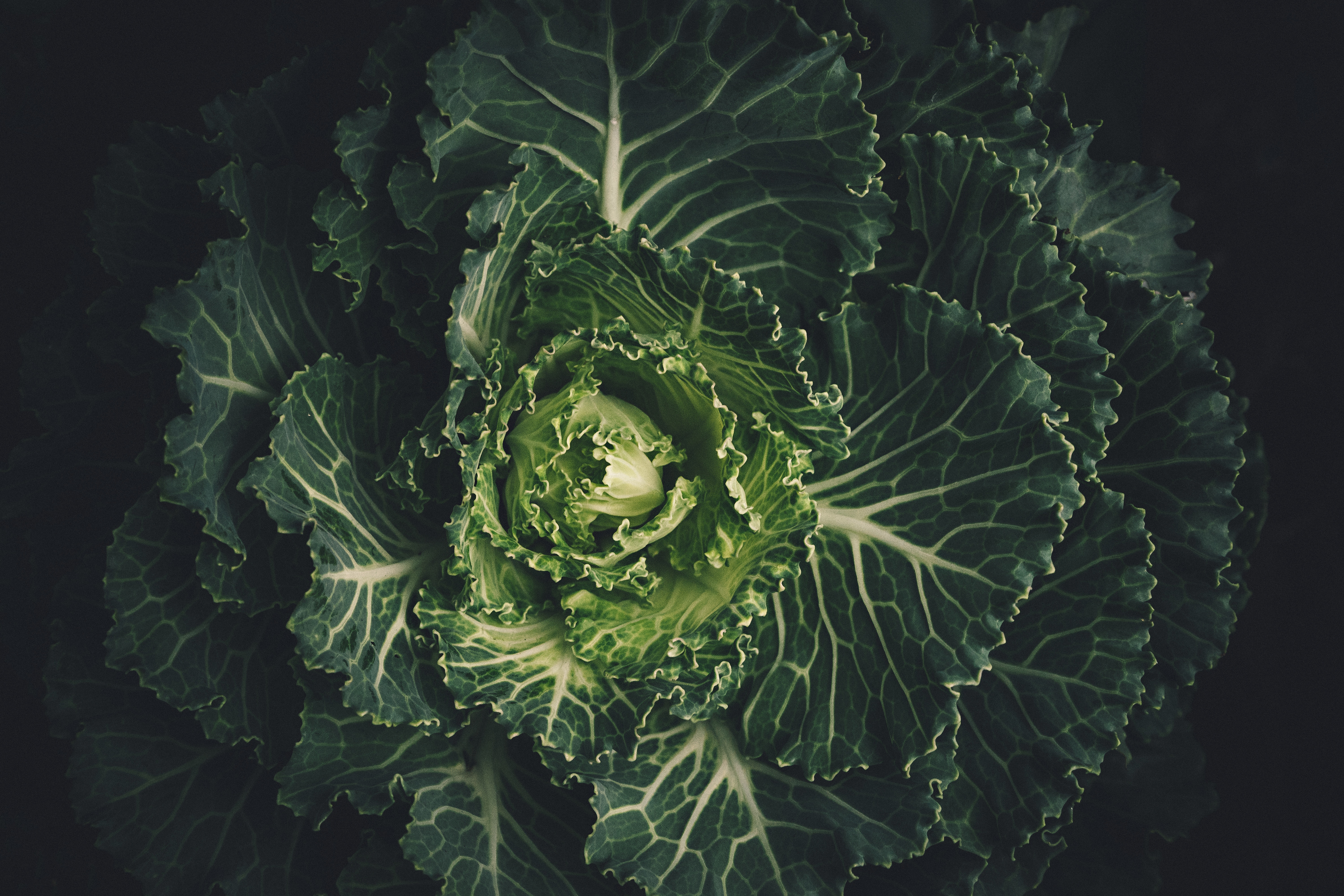 Close-up of a green ornamental cabbage plant HD Wallpaper