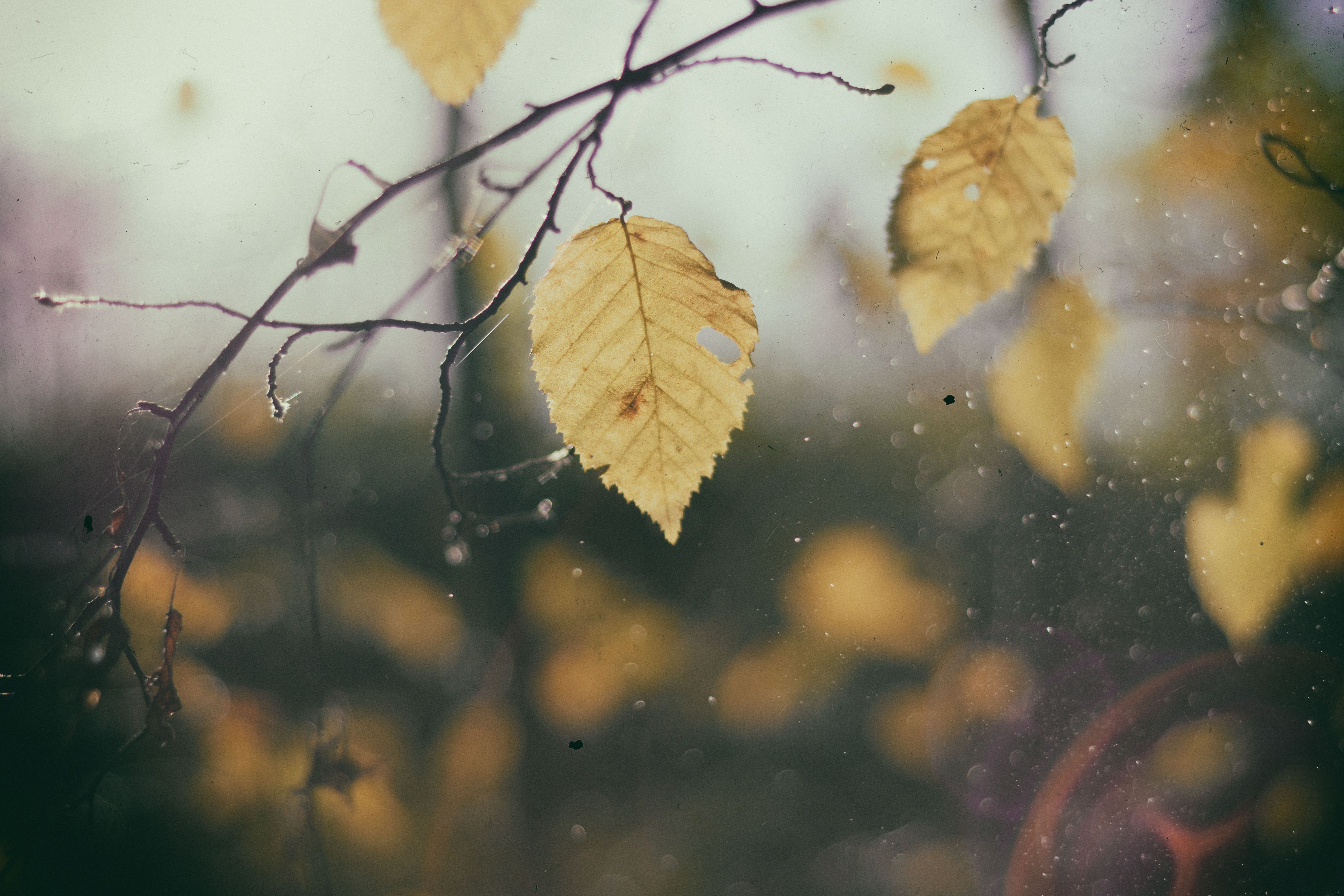 Yellow autumn leaves on a tree branch with bokeh HD Wallpaper