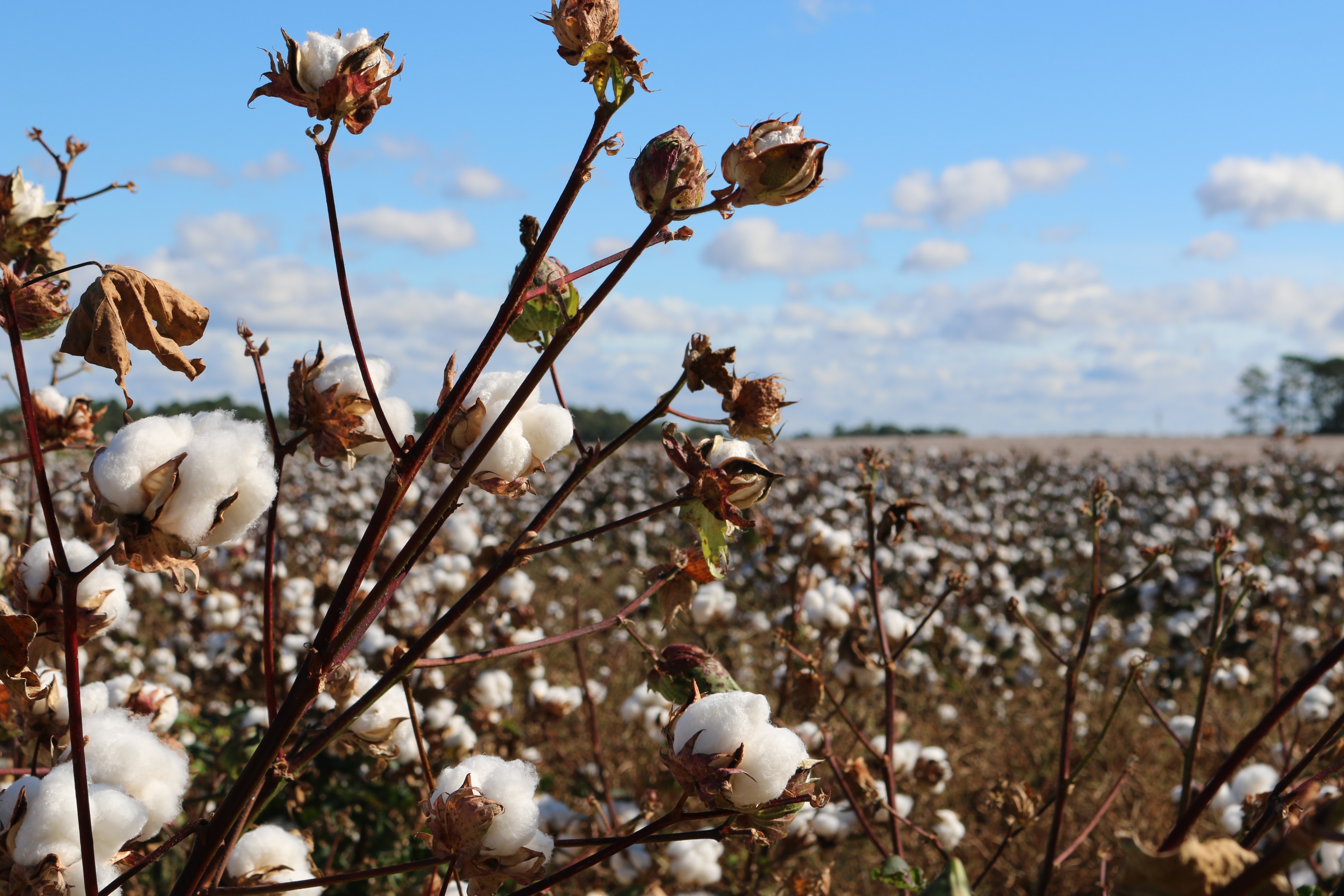 Cotton field under a blue sky with clouds HD Wallpaper