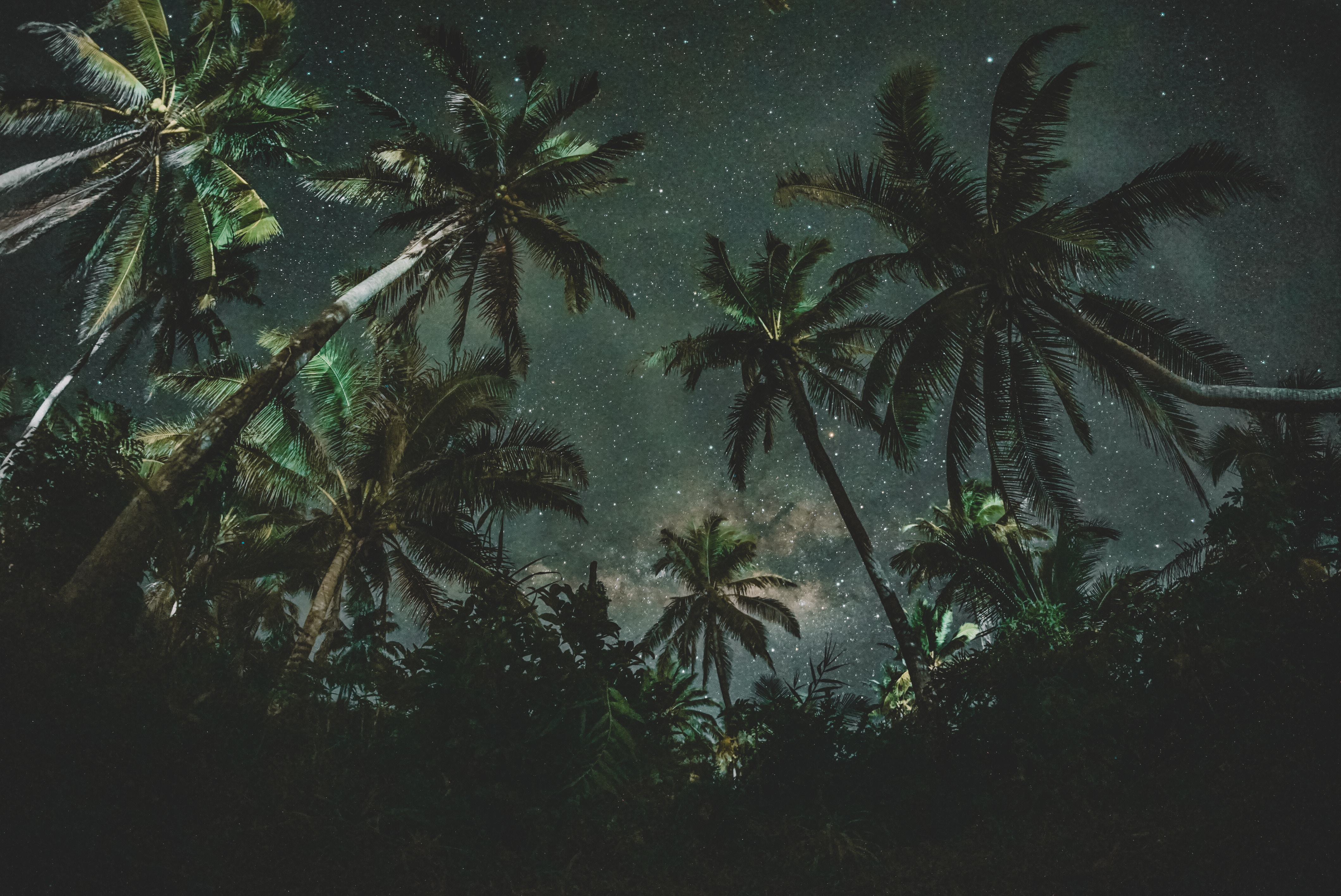 Palm trees under the Milky Way HD Wallpaper