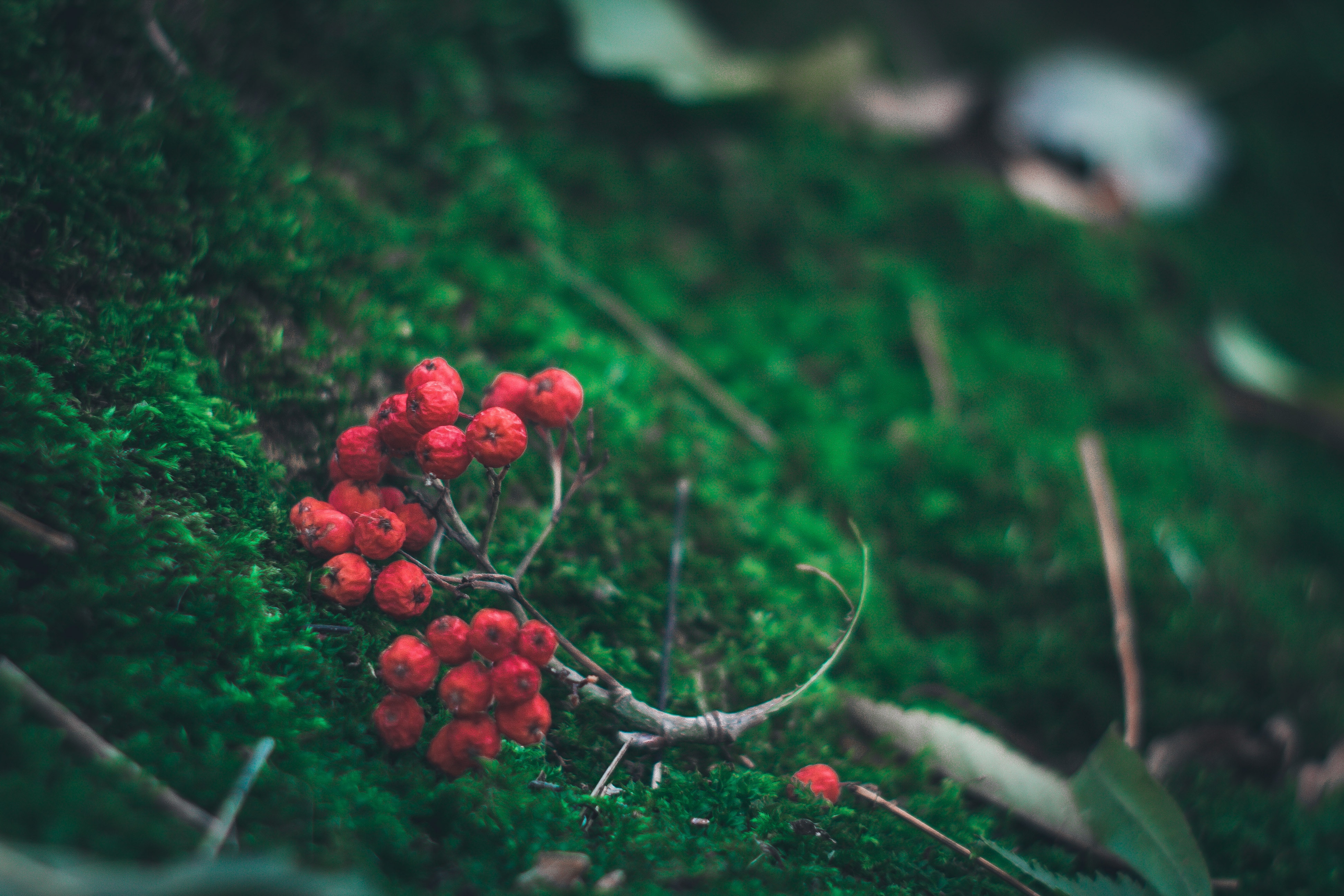 Red berries on a mossy branch in nature HD Wallpaper