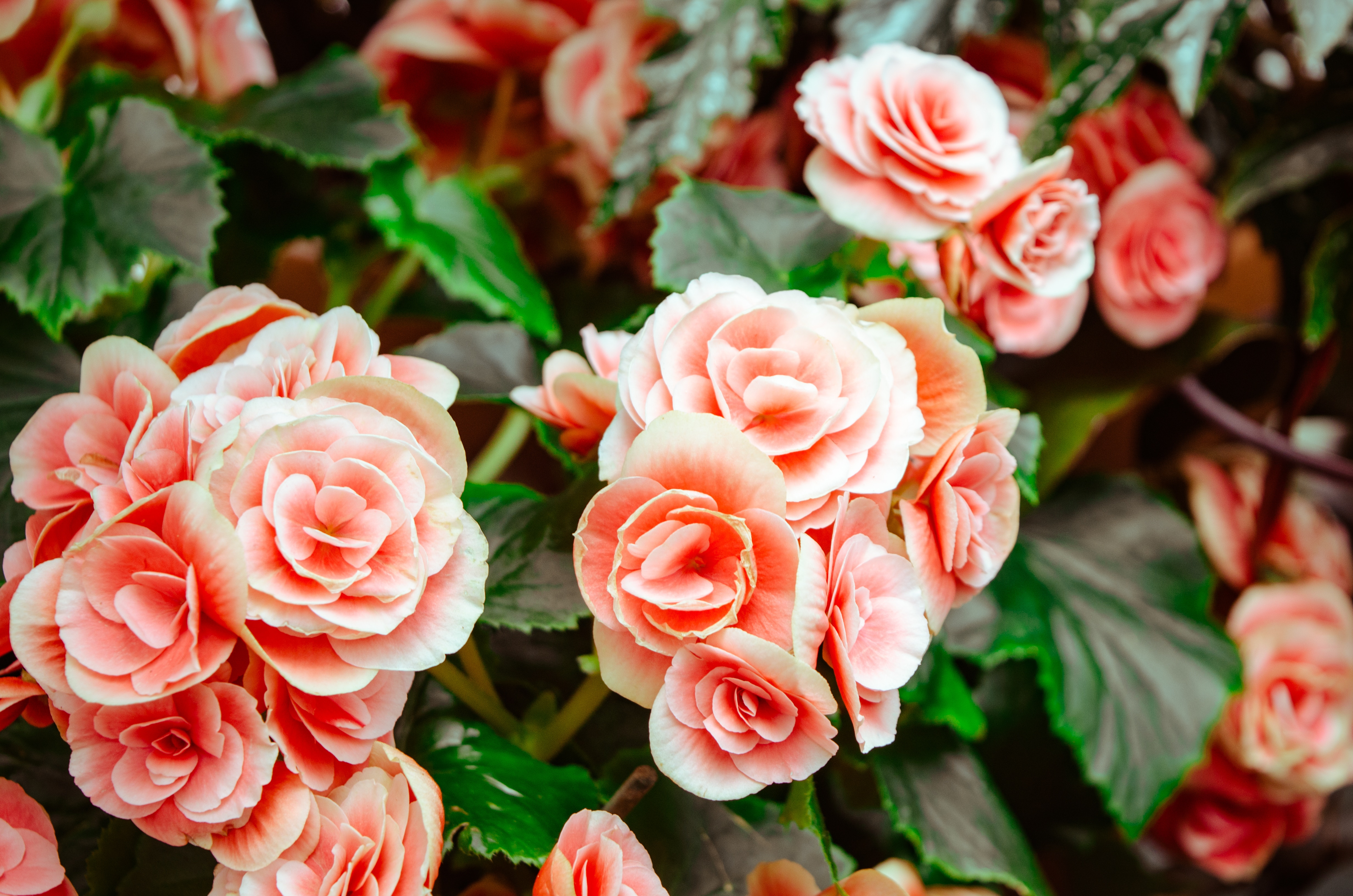 Pink begonia flowers with green leaves HD Wallpaper