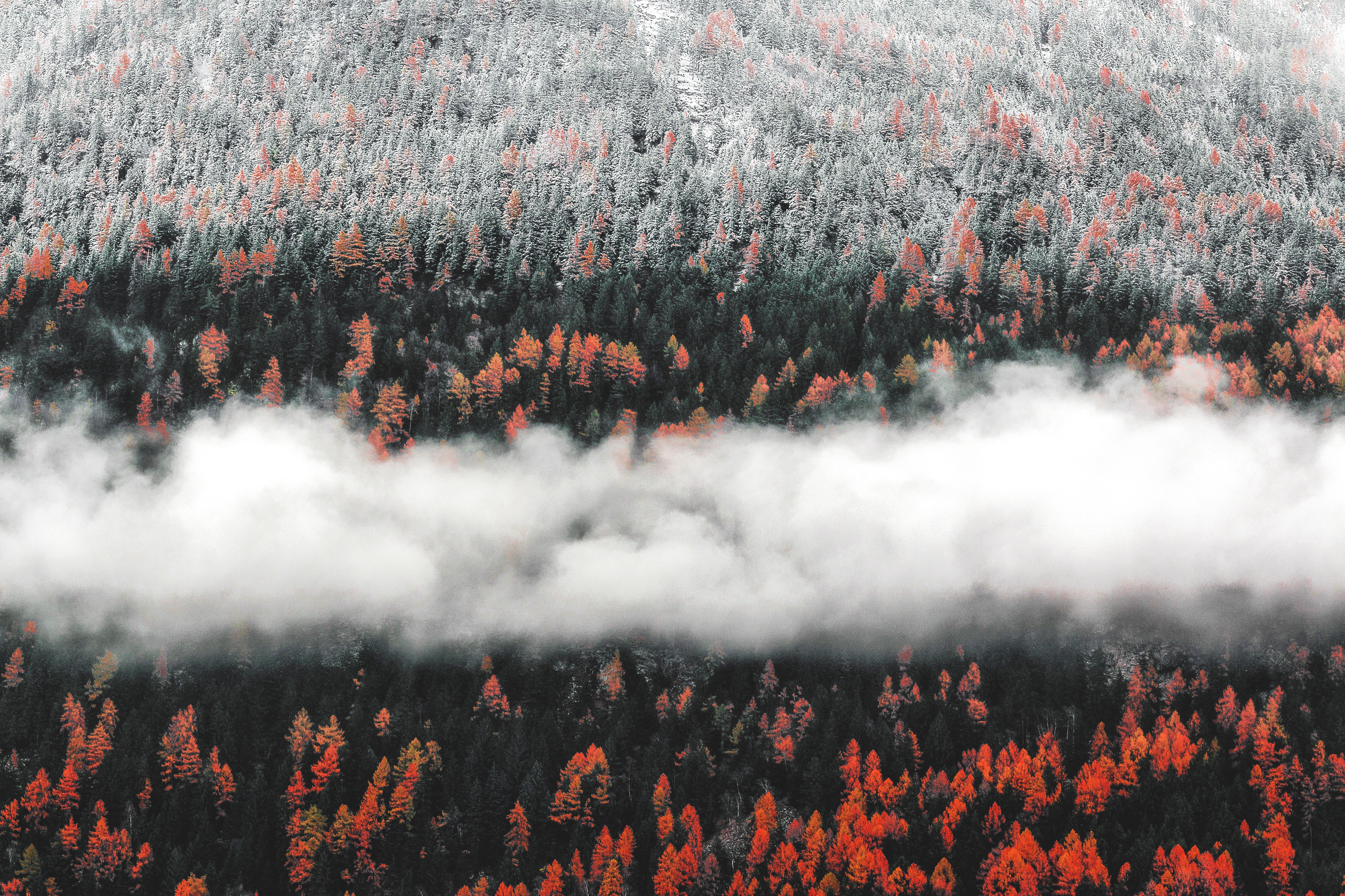 Forest with snow, fog, and autumn colors HD Wallpaper