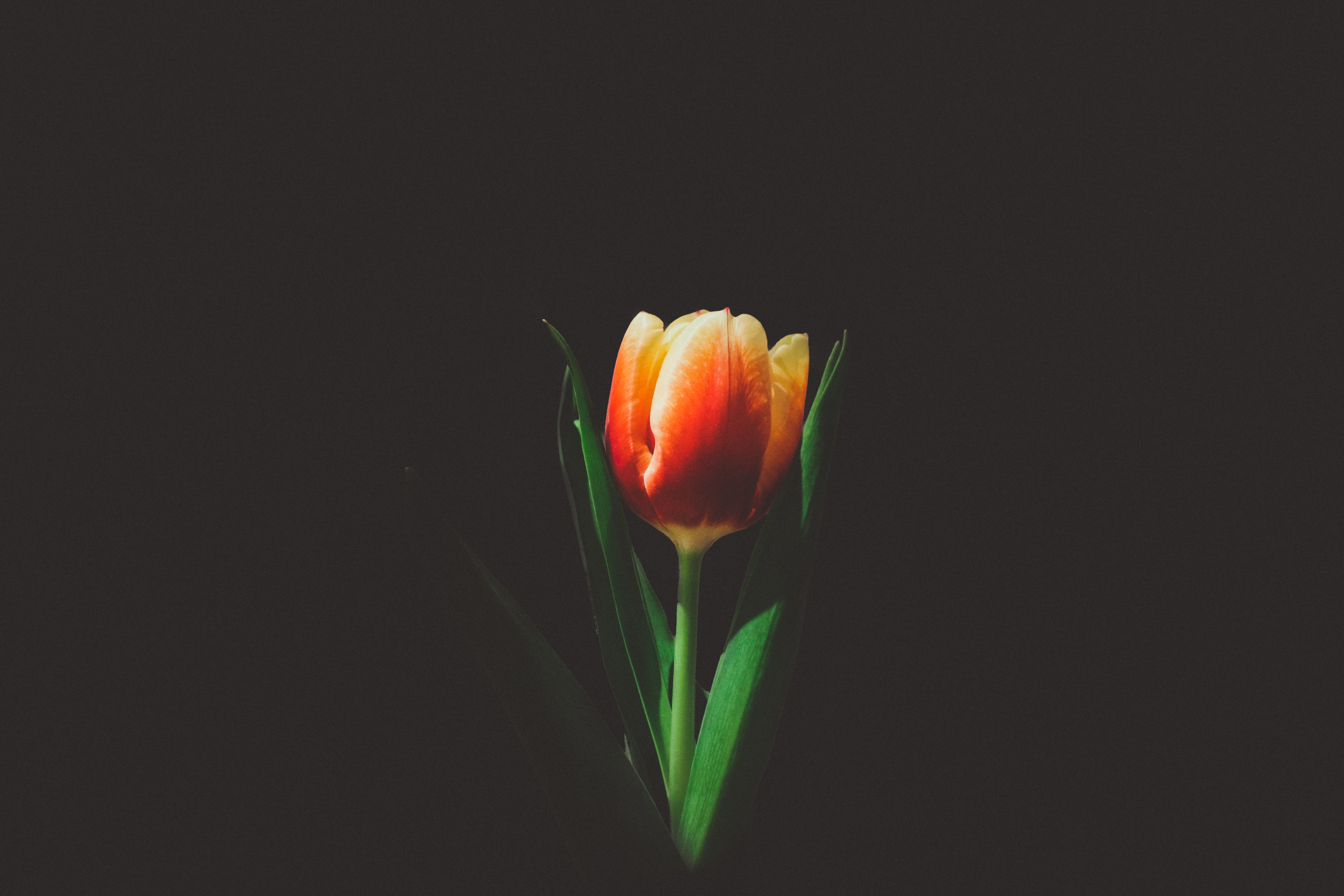 Orange and red tulip with green stem on black background HD Wallpaper