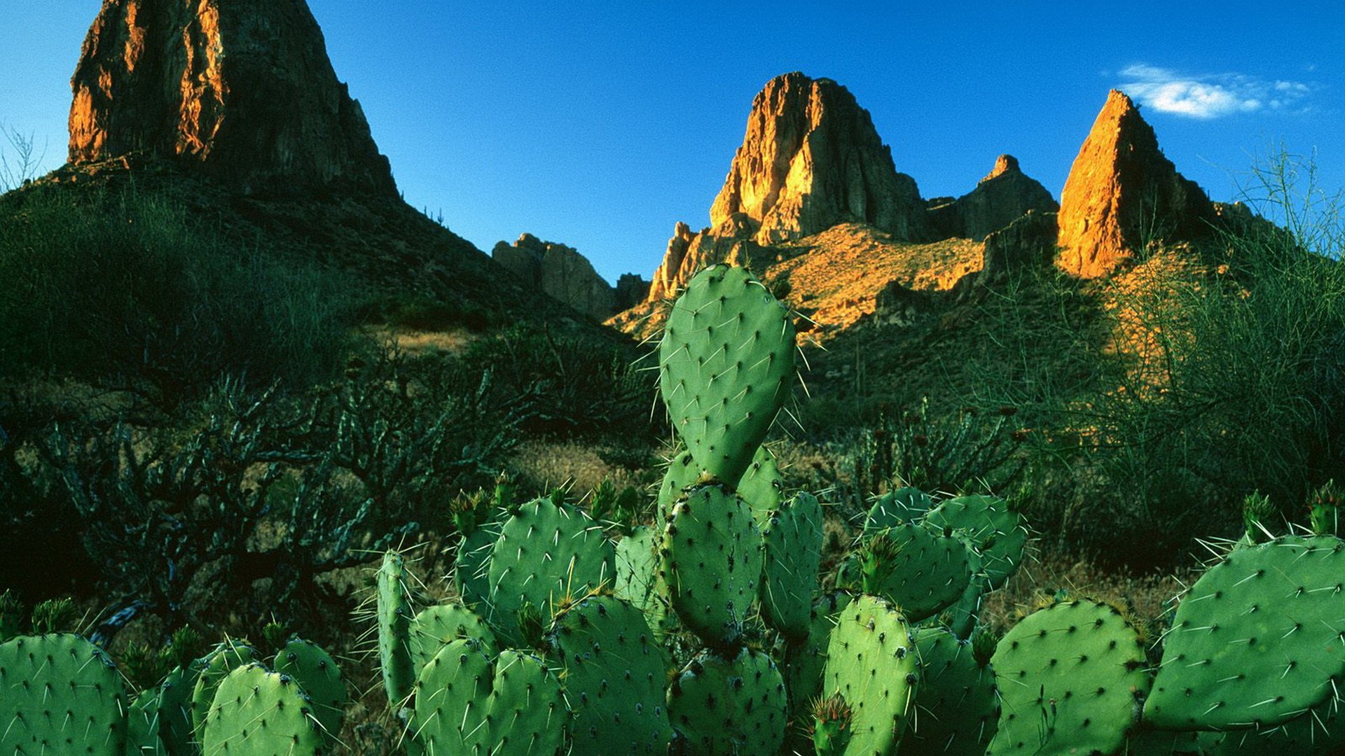 Desert landscape with cacti and mountains HD Wallpaper