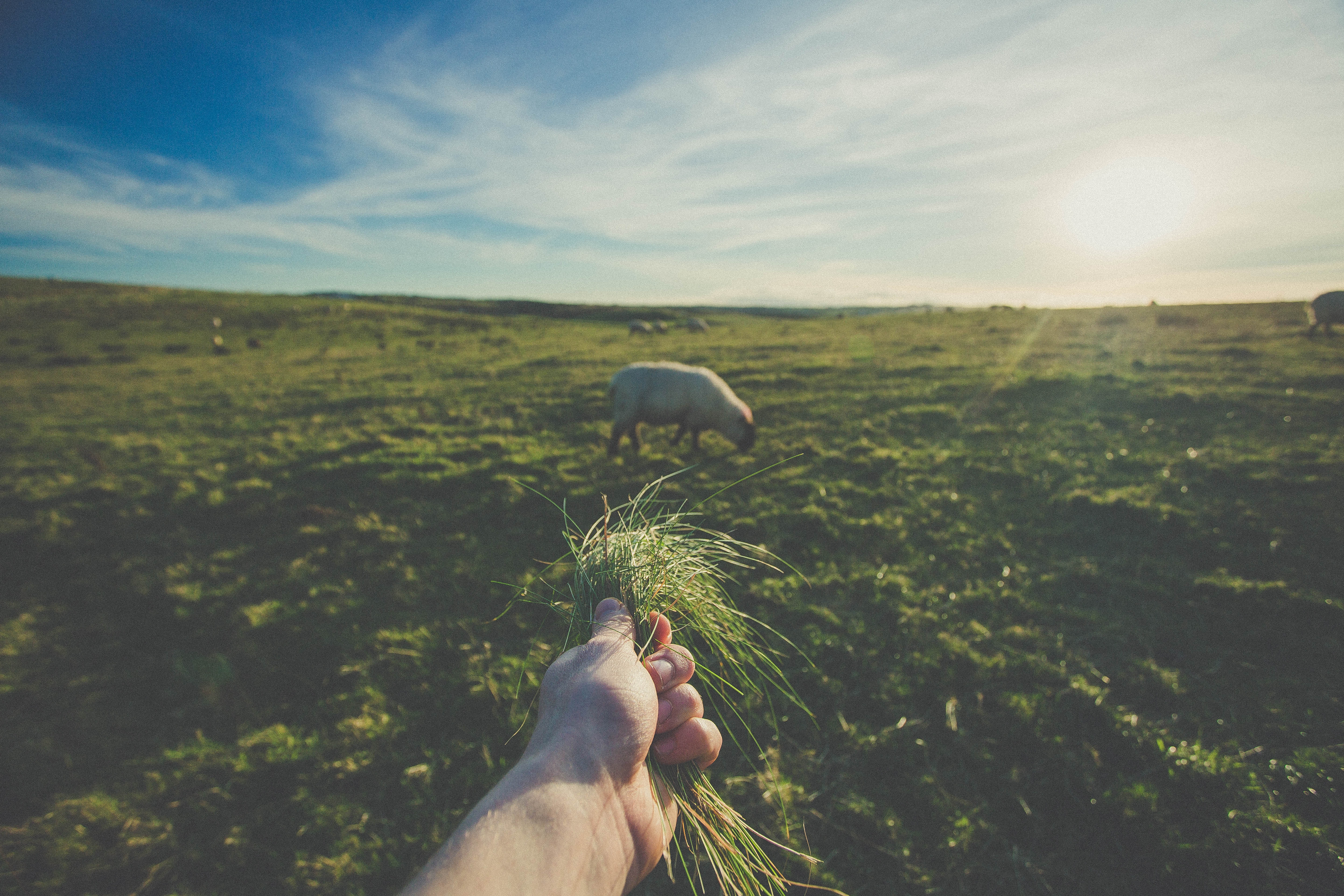 Hand holding grass in a sheep field at sunset HD Wallpaper