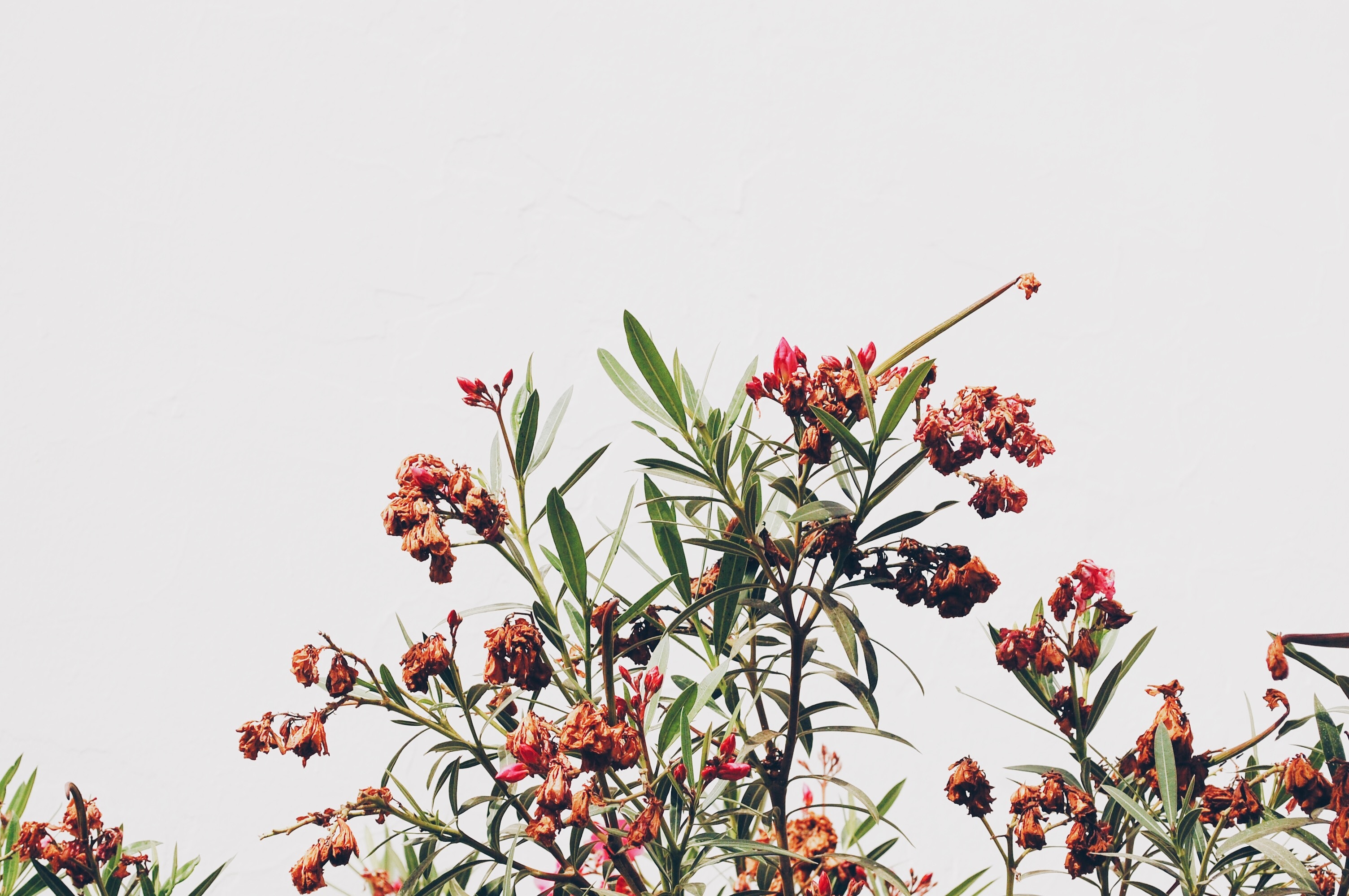Withered flowers and green leaves against a white wall HD Wallpaper