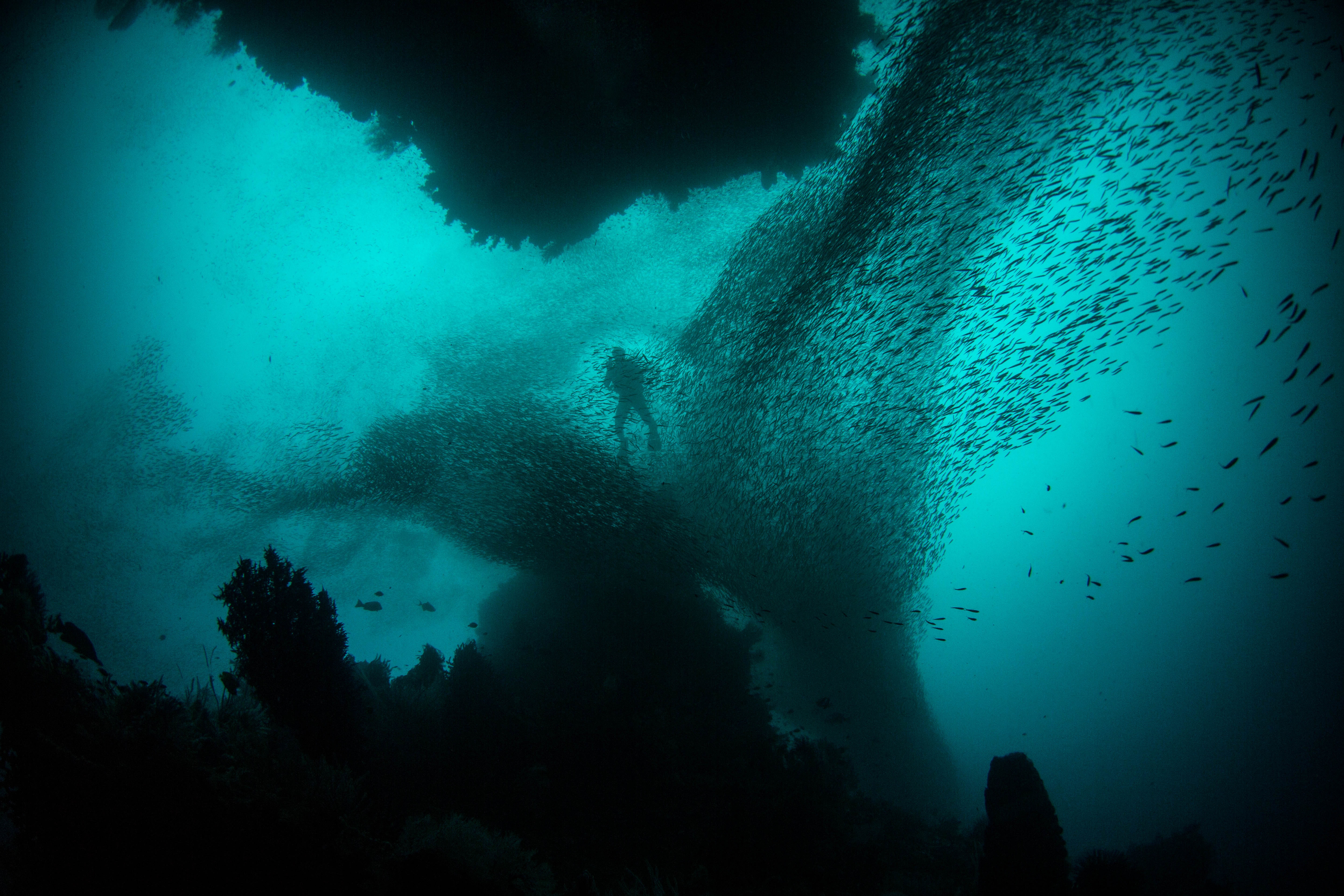 Diver Surrounded by Schooling Fish Underwater HD Wallpaper