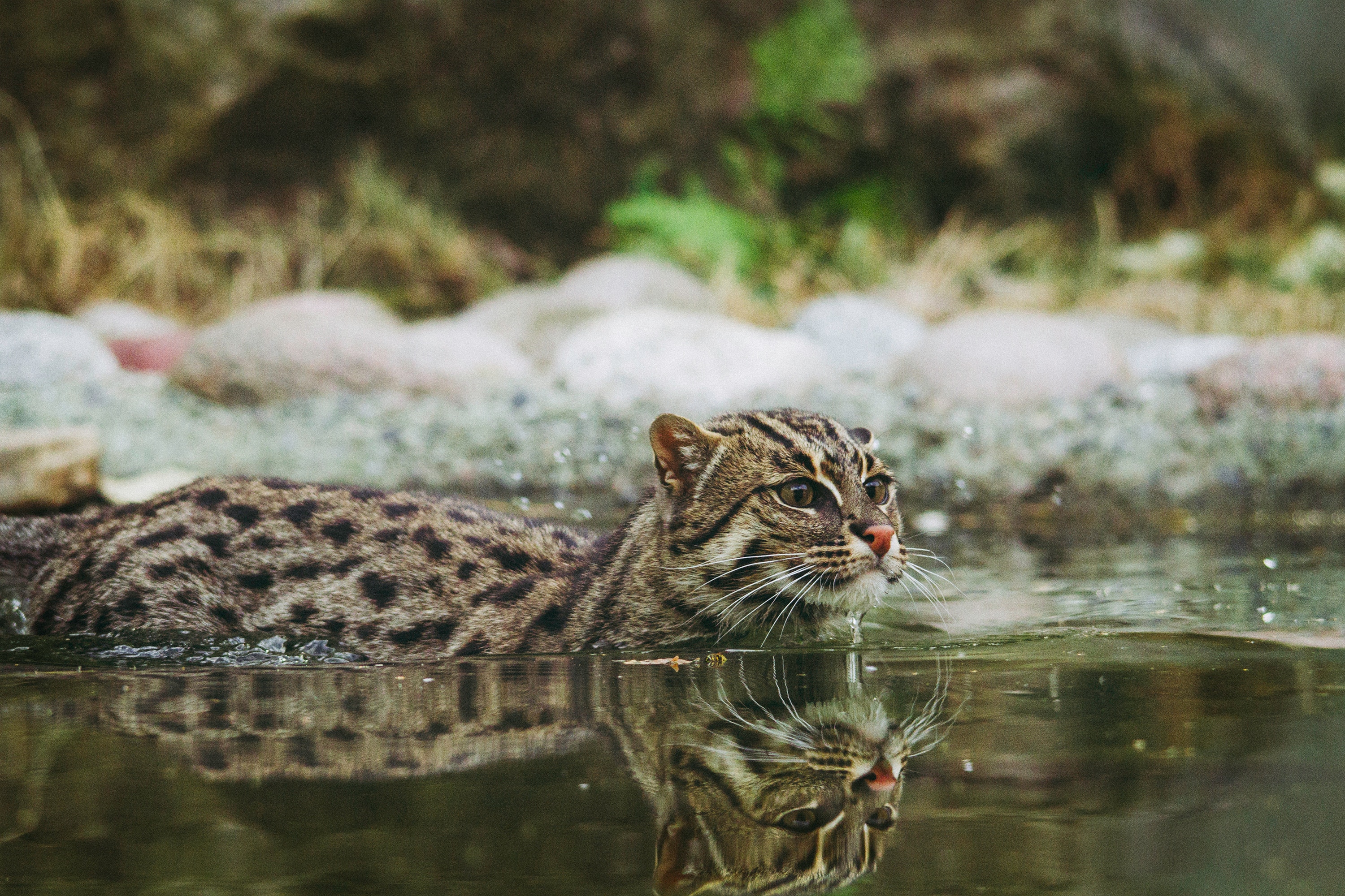 Wild Fishing Cat Swimming with Water Reflection HD Wallpaper