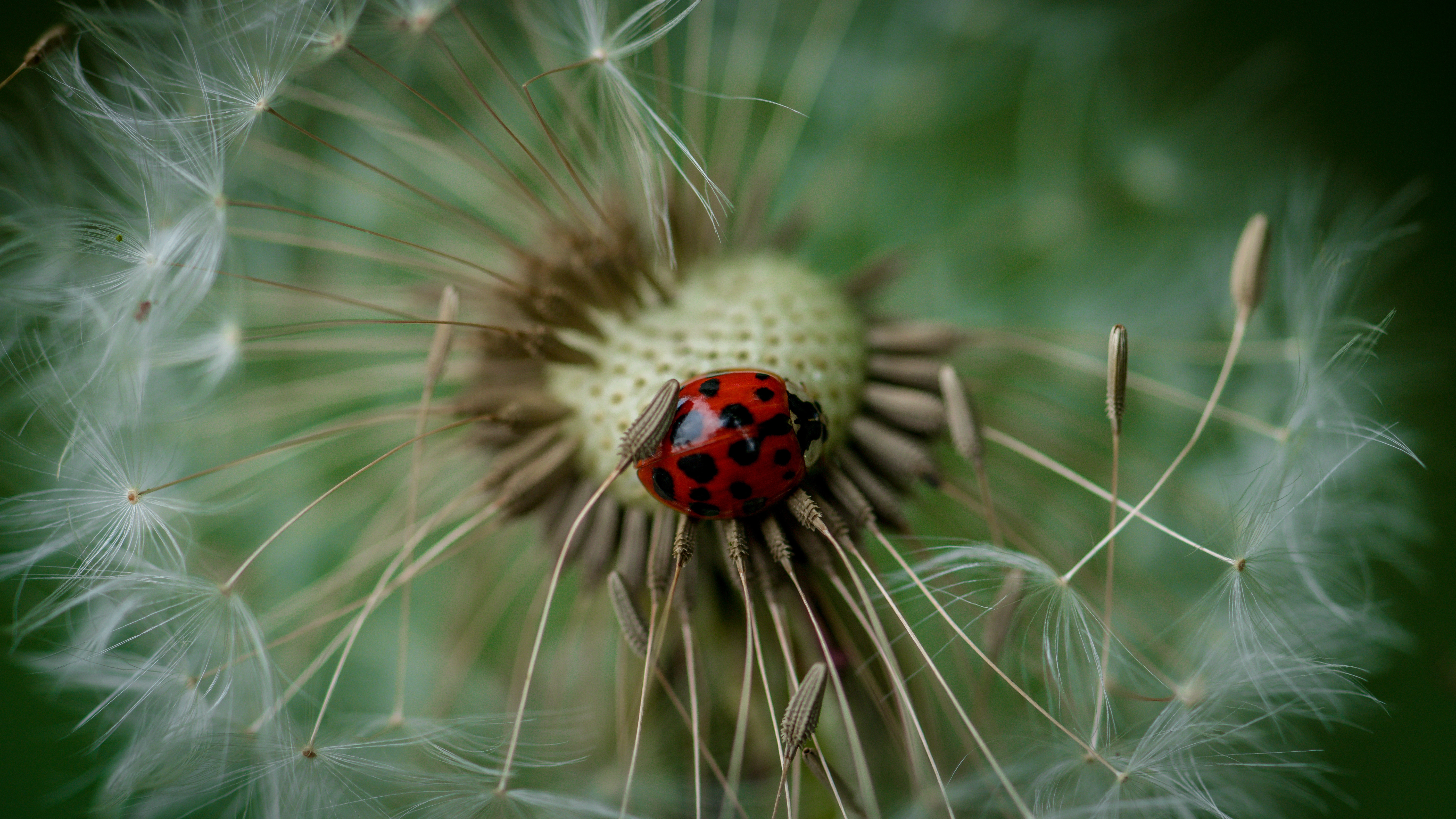 Ladybug on a dandelion seed head HD Wallpaper
