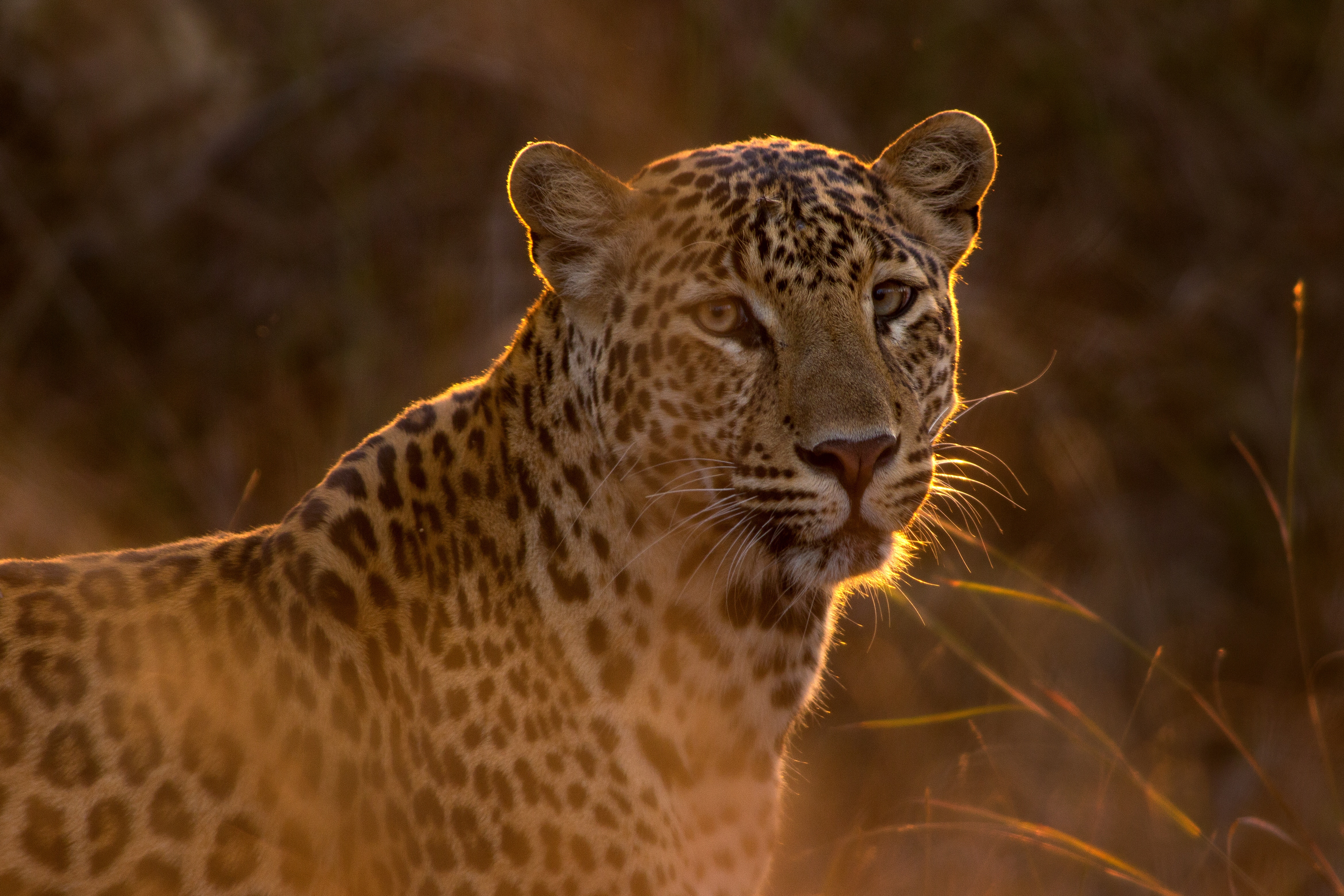 Leopard in golden sunset light HD Wallpaper